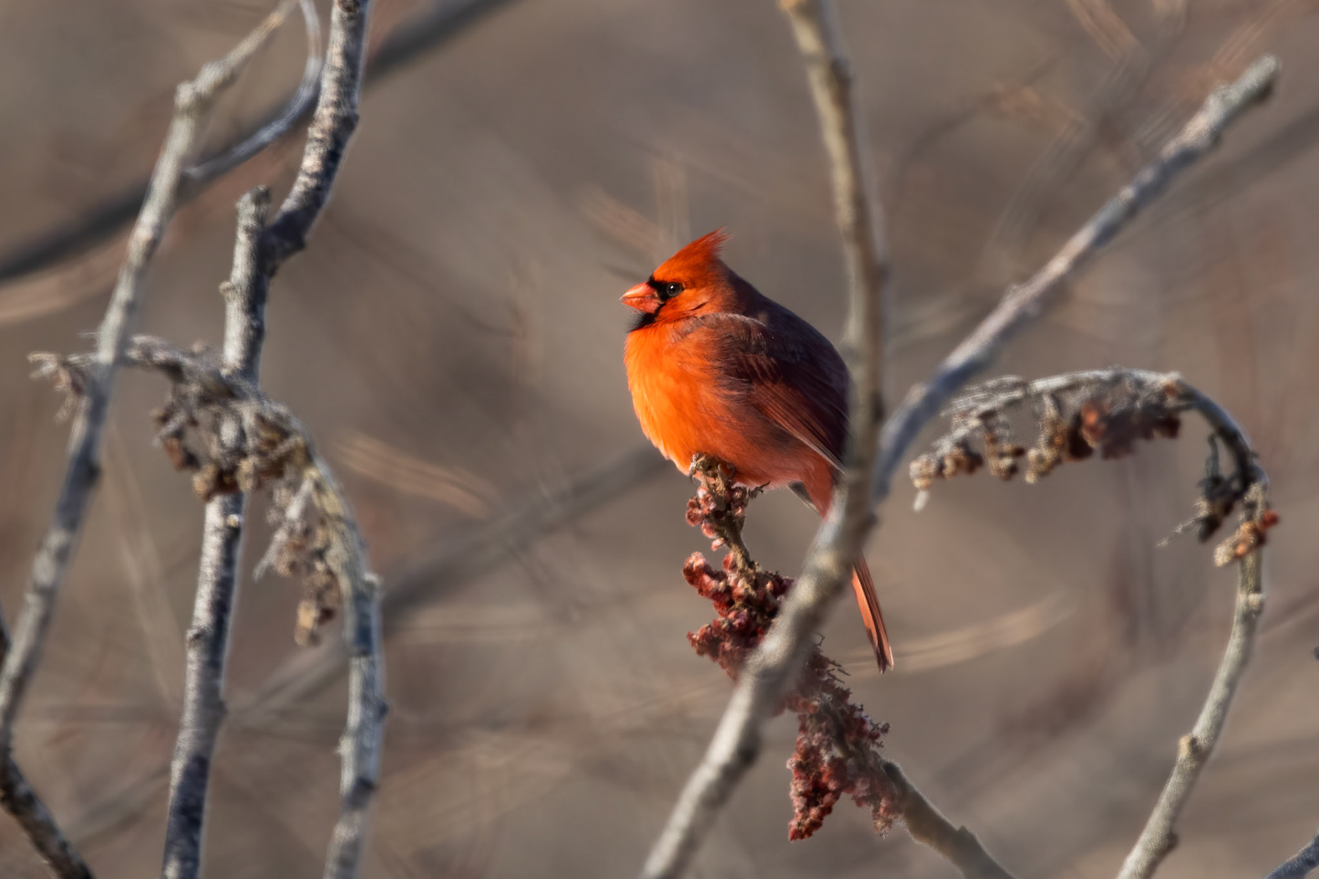 Northern Cardinal
