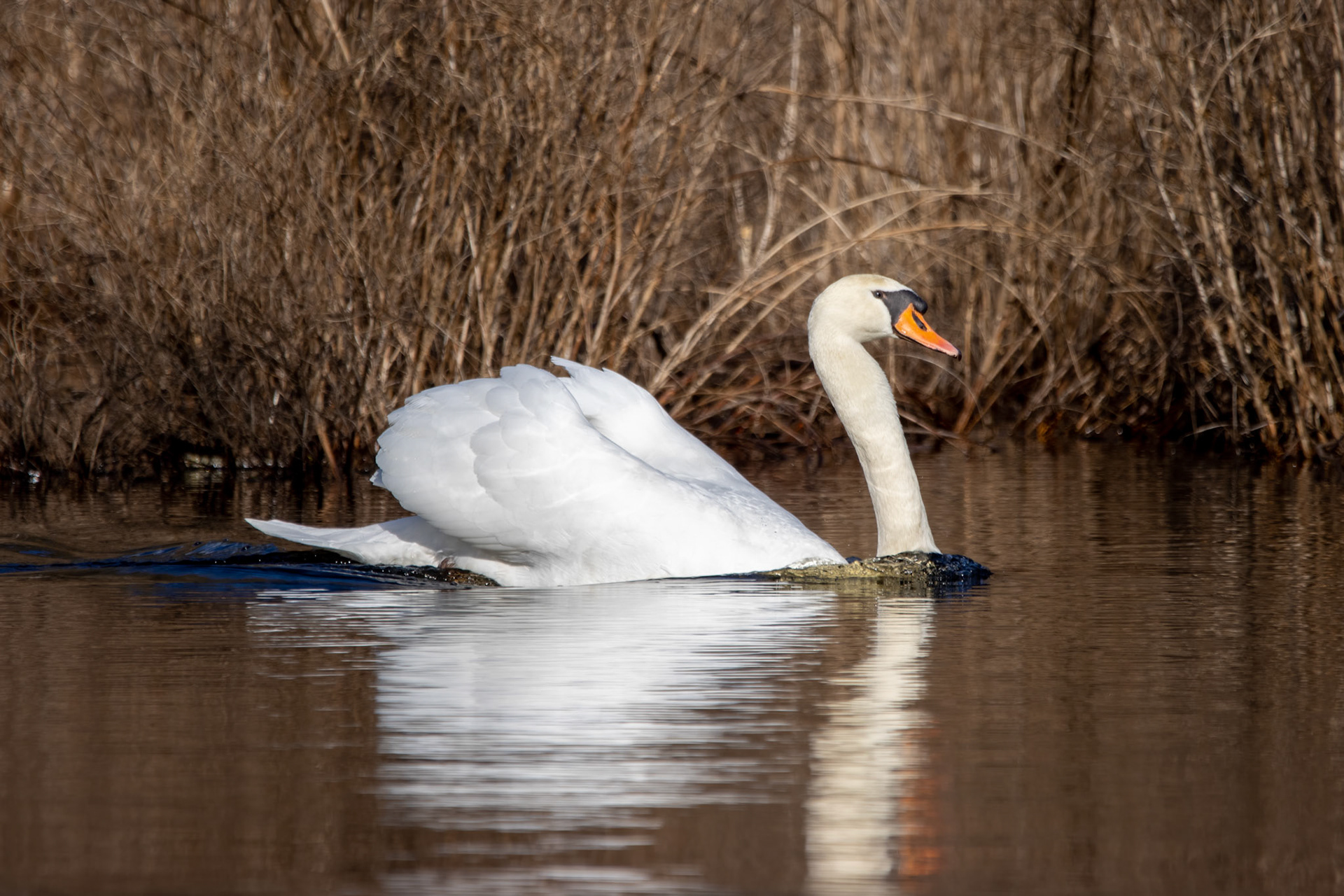 Mute Swan