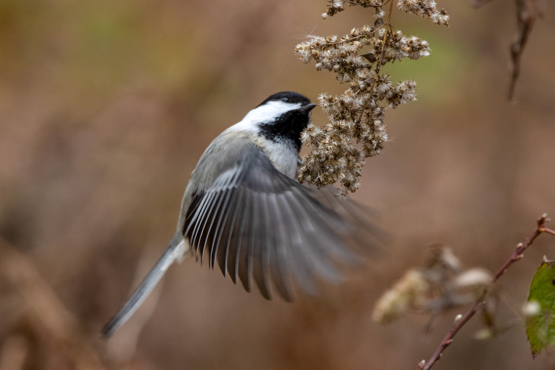 Black-capped Chickadee
