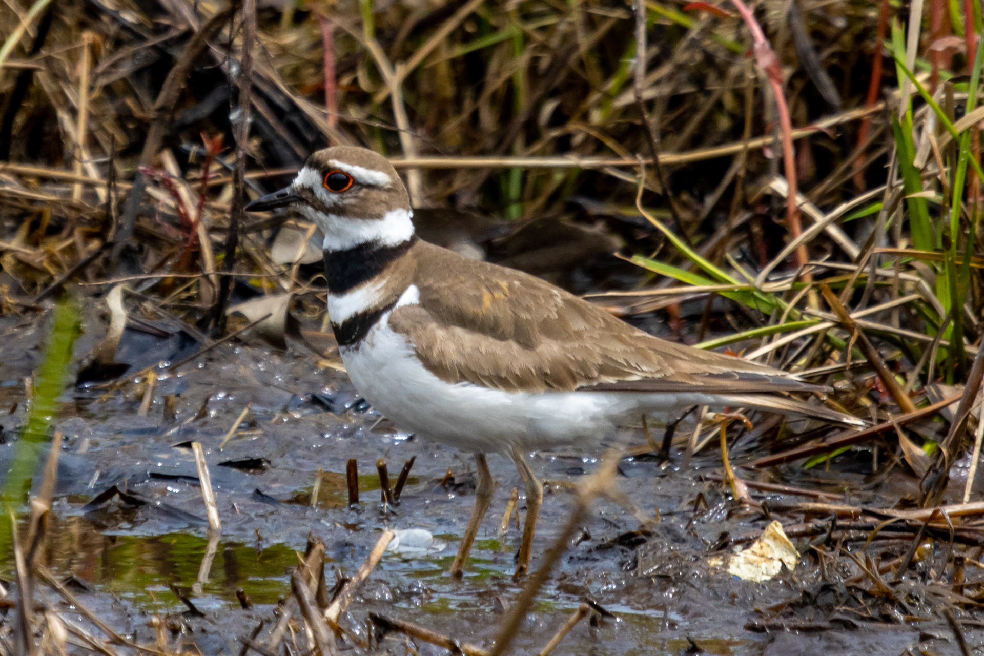 Killdeer
