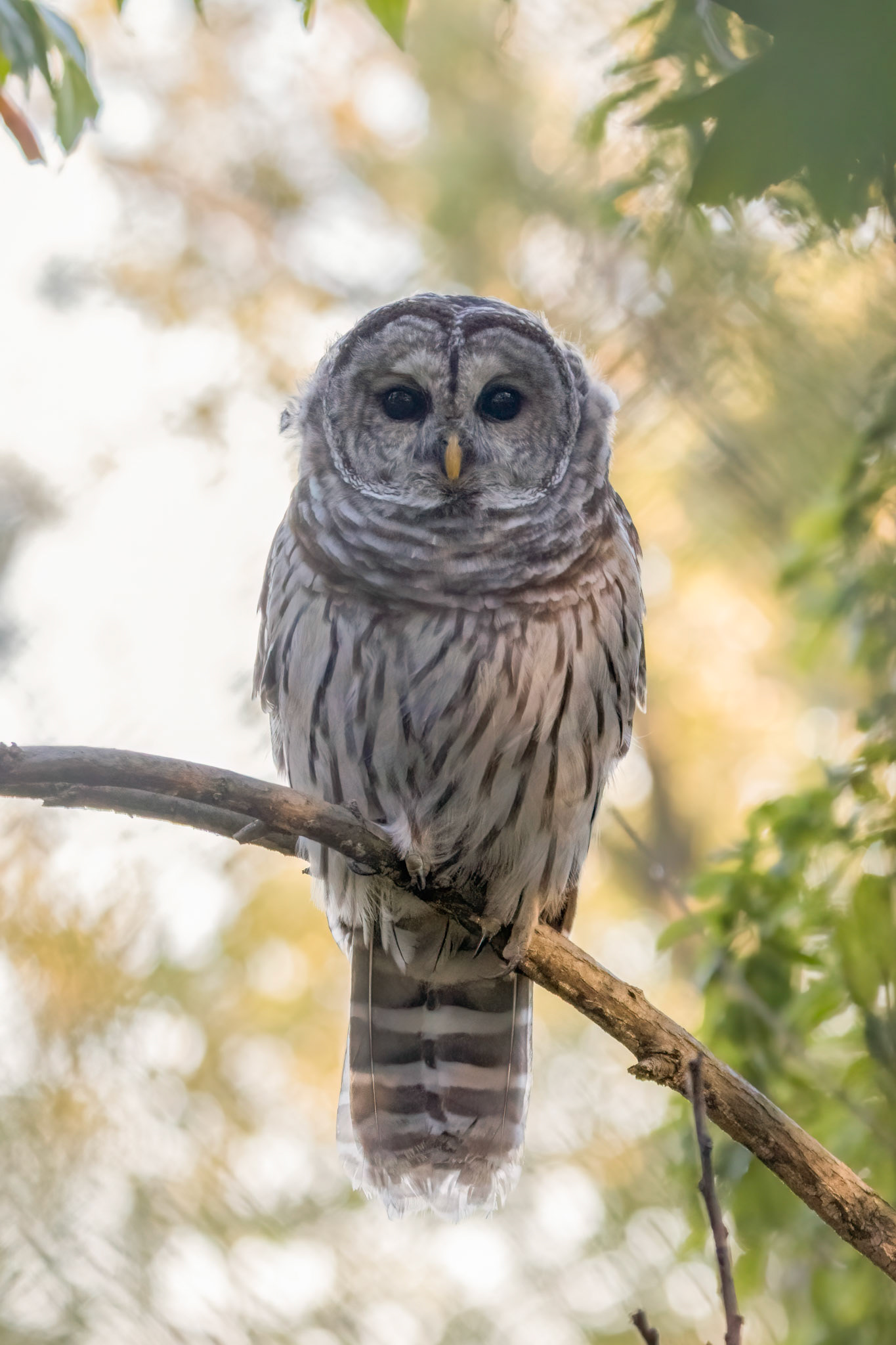 Barred Owl