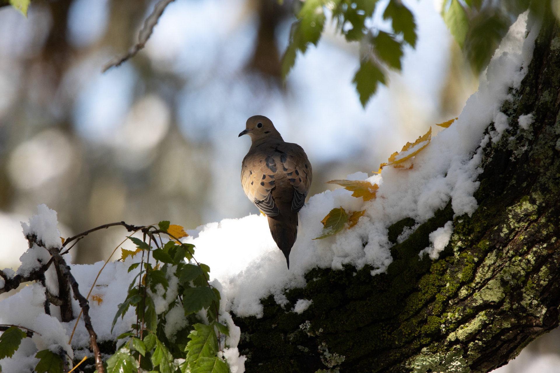 Mourning Dove