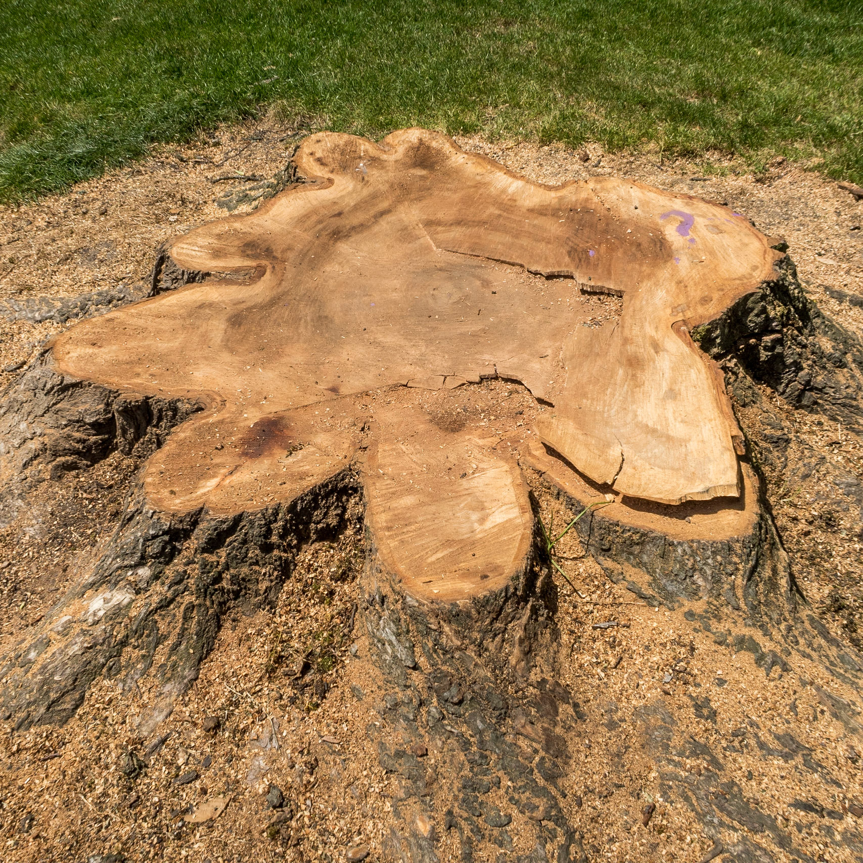 https://en.wikipedia.org/wiki/Tree_stump
