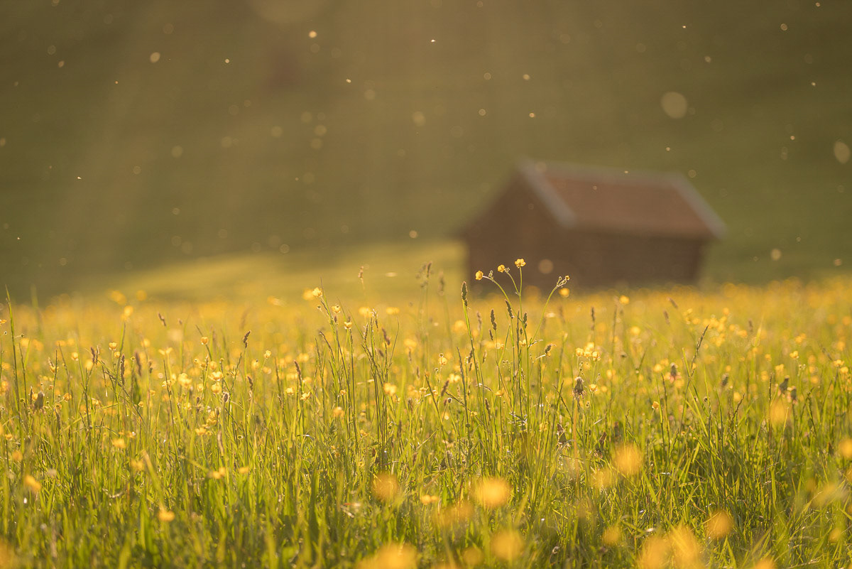 The summer is back to Bavaria