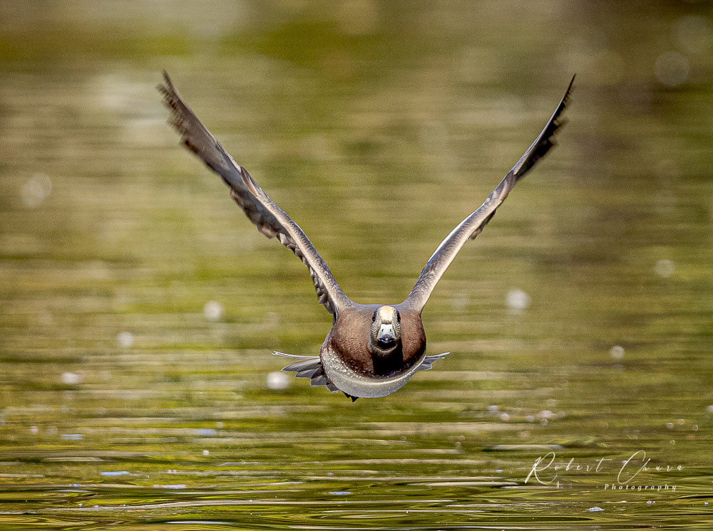Fly Shot 4105