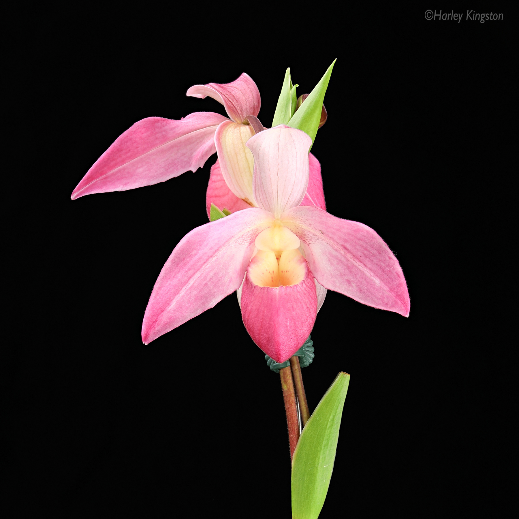 Phragmapedium Cape Sunset  - grown by John and Marie Bartlett