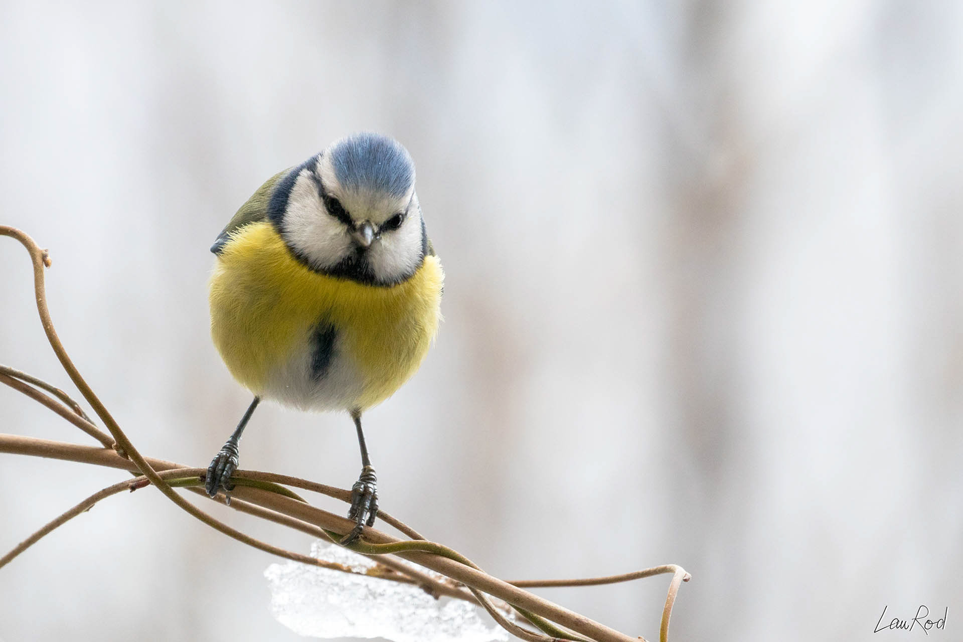 Mésange bleue