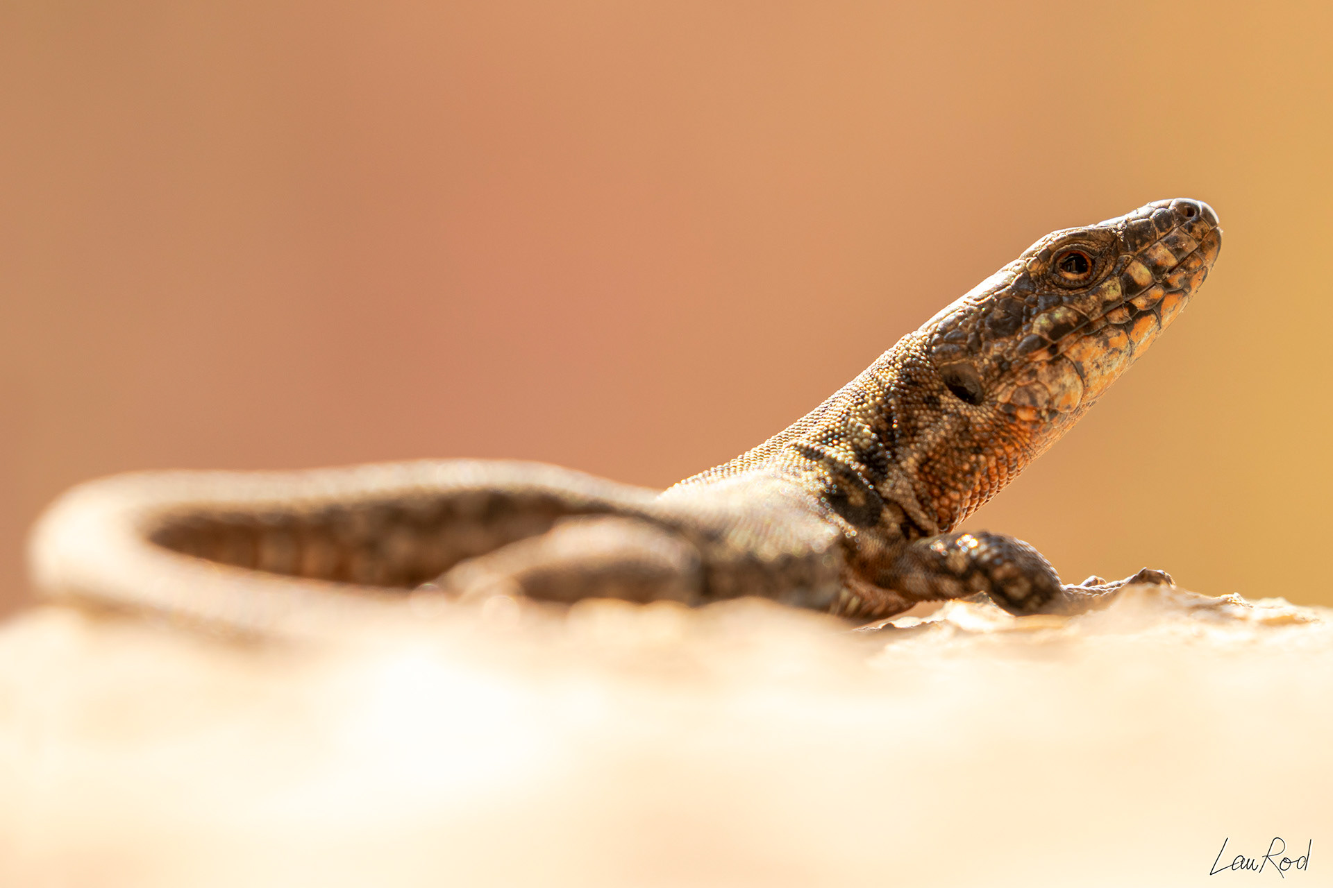 Lézard des murailles