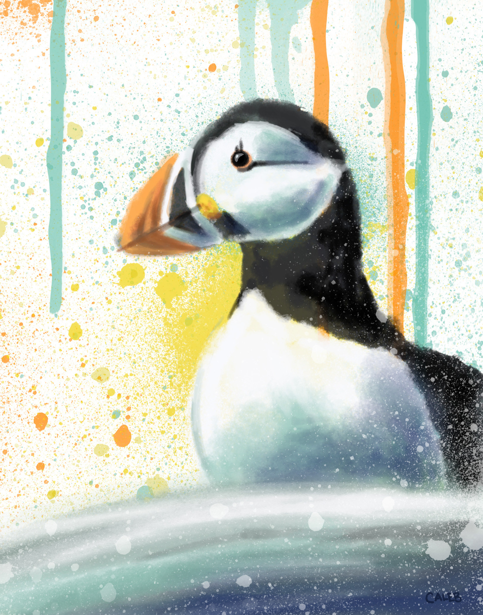 Puffin