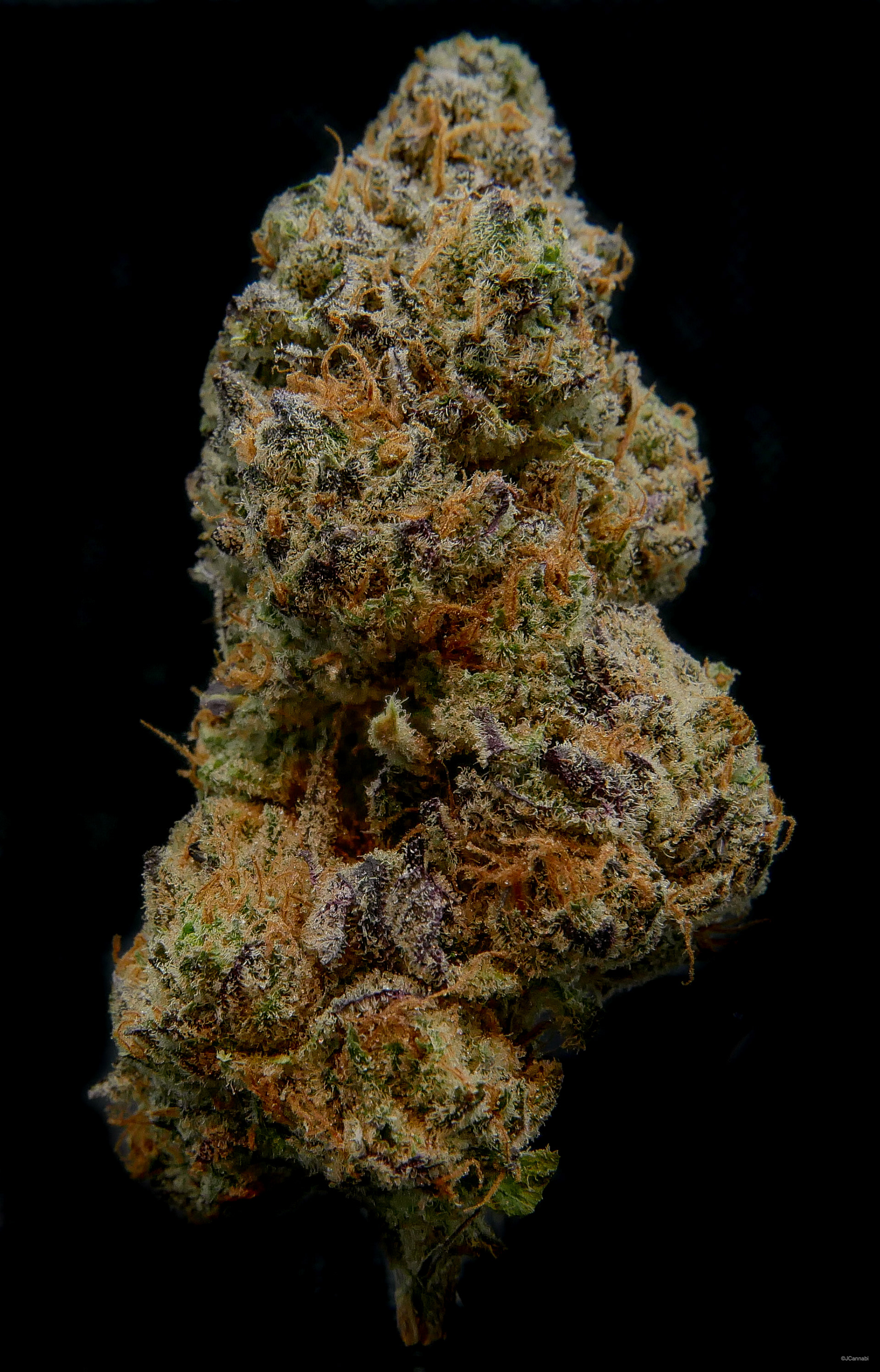 Apples & Cream (Dutch Botanicals)