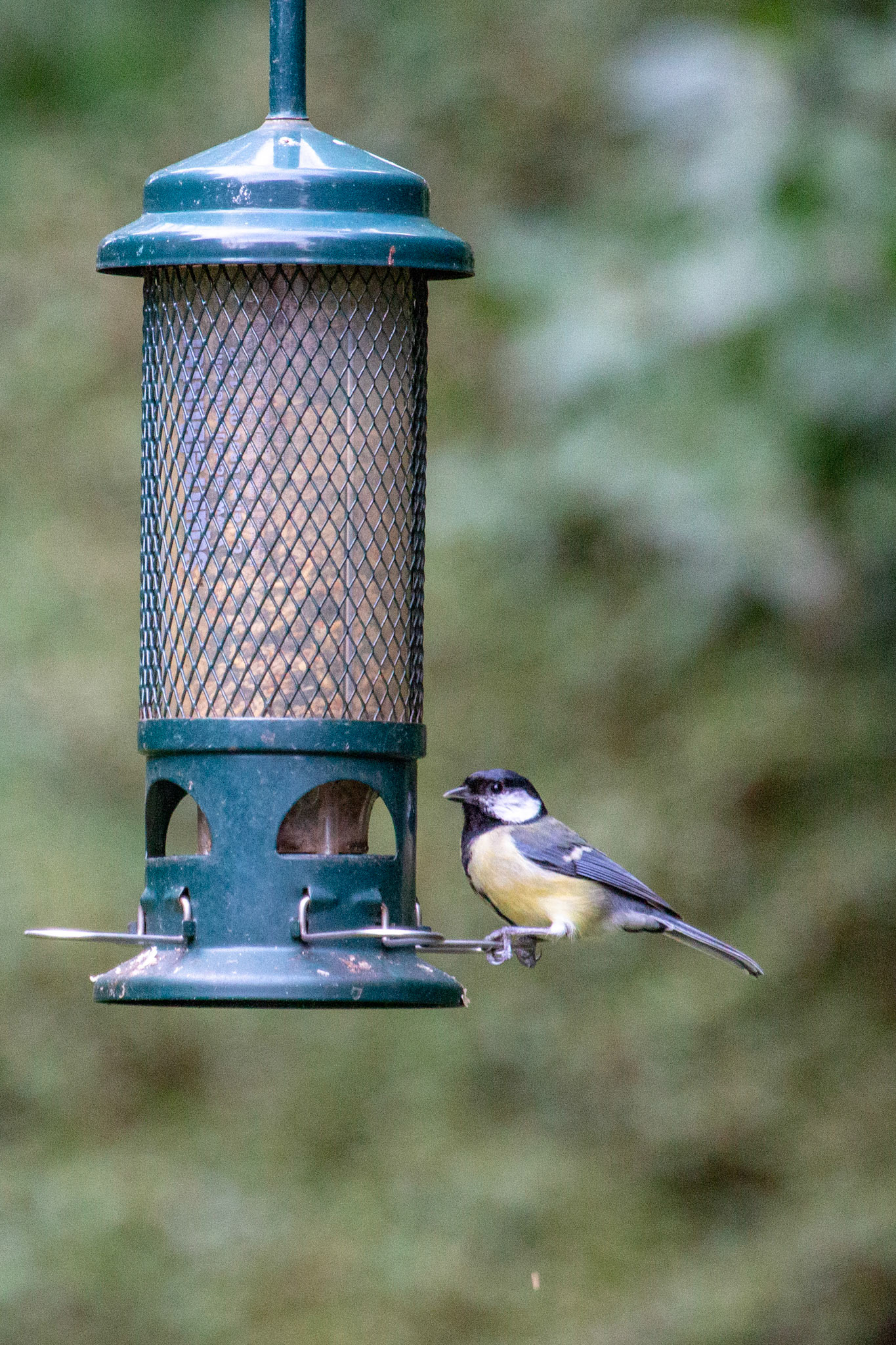 The Surrey Journal - RSPB Big Garden Birdwatch