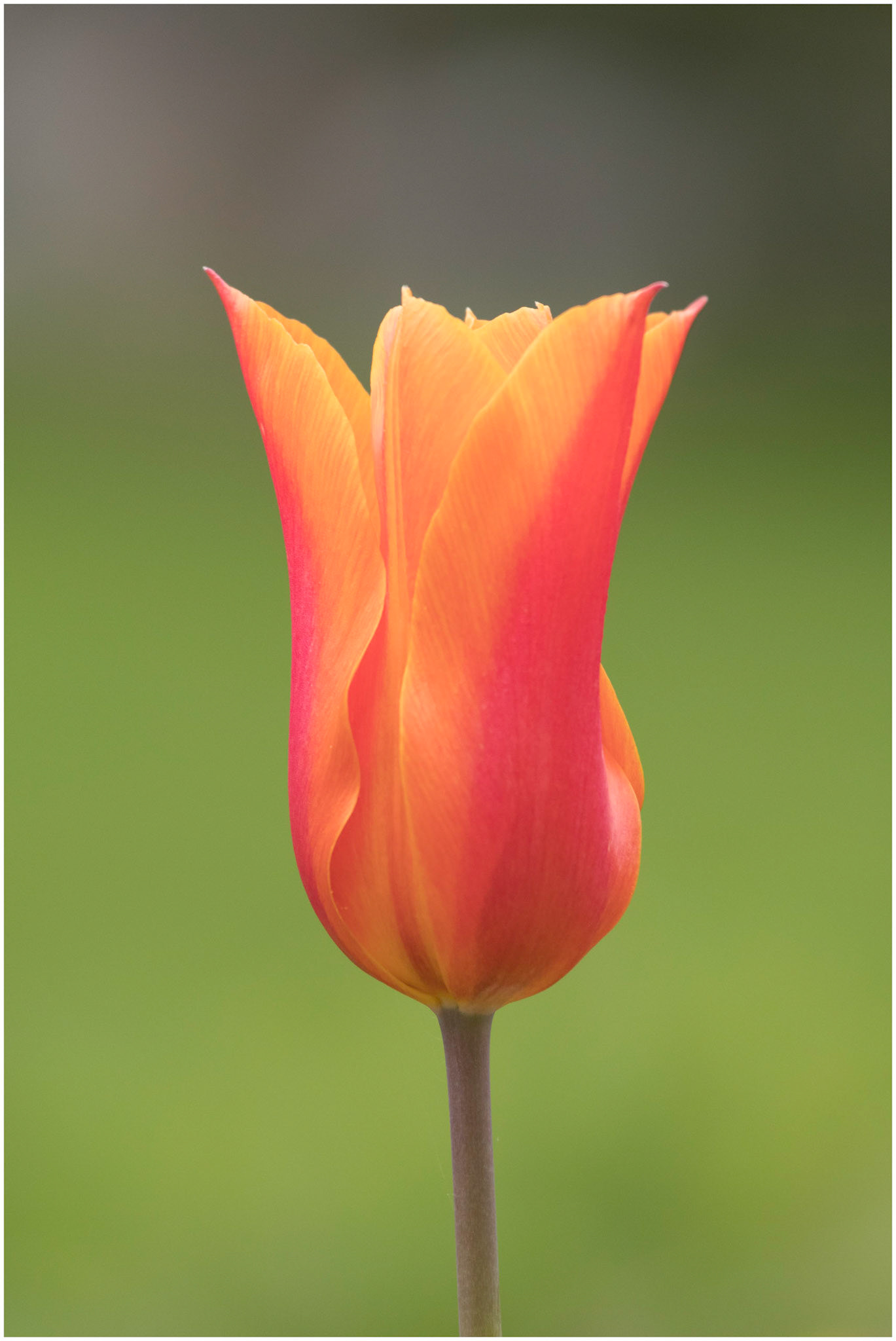 Tulip