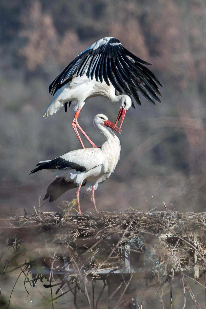 Cigogne _ Domaine des Oiseaux Mazères