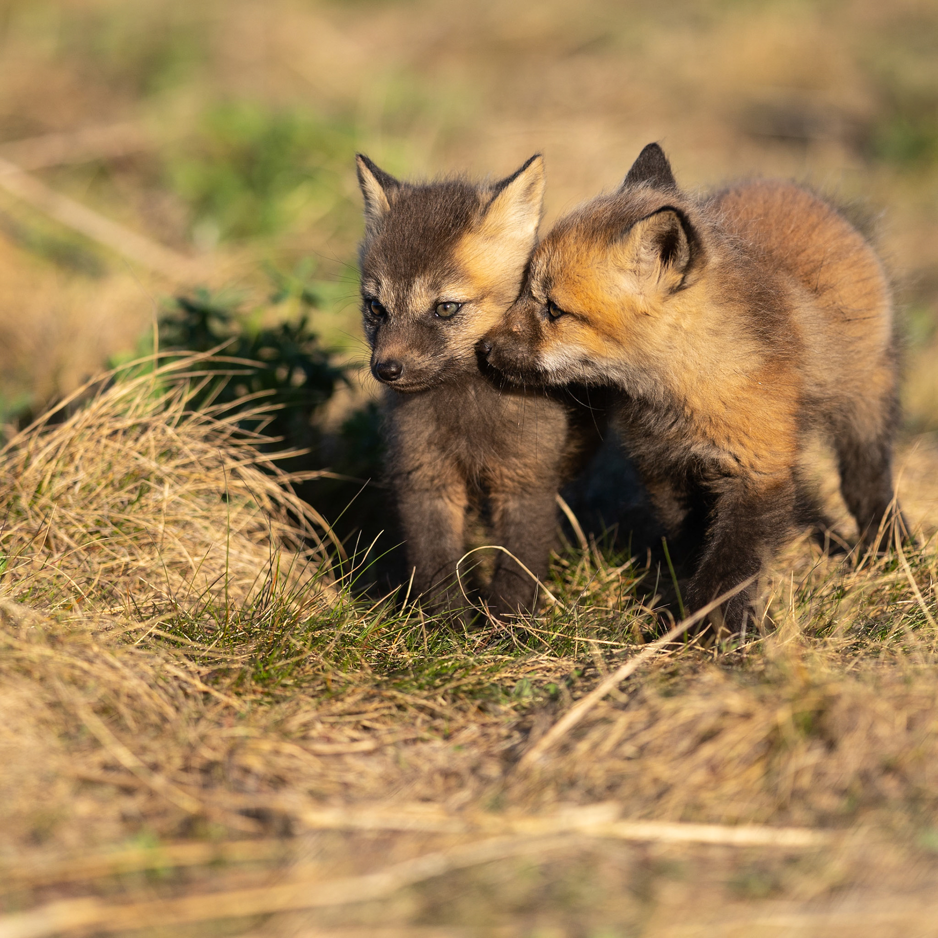 Don’t kiss me!