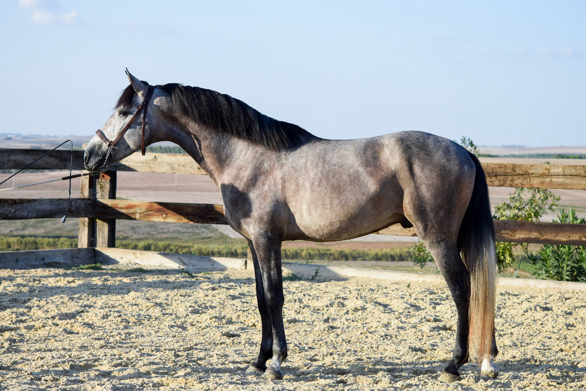 PRE Stallion 3 years