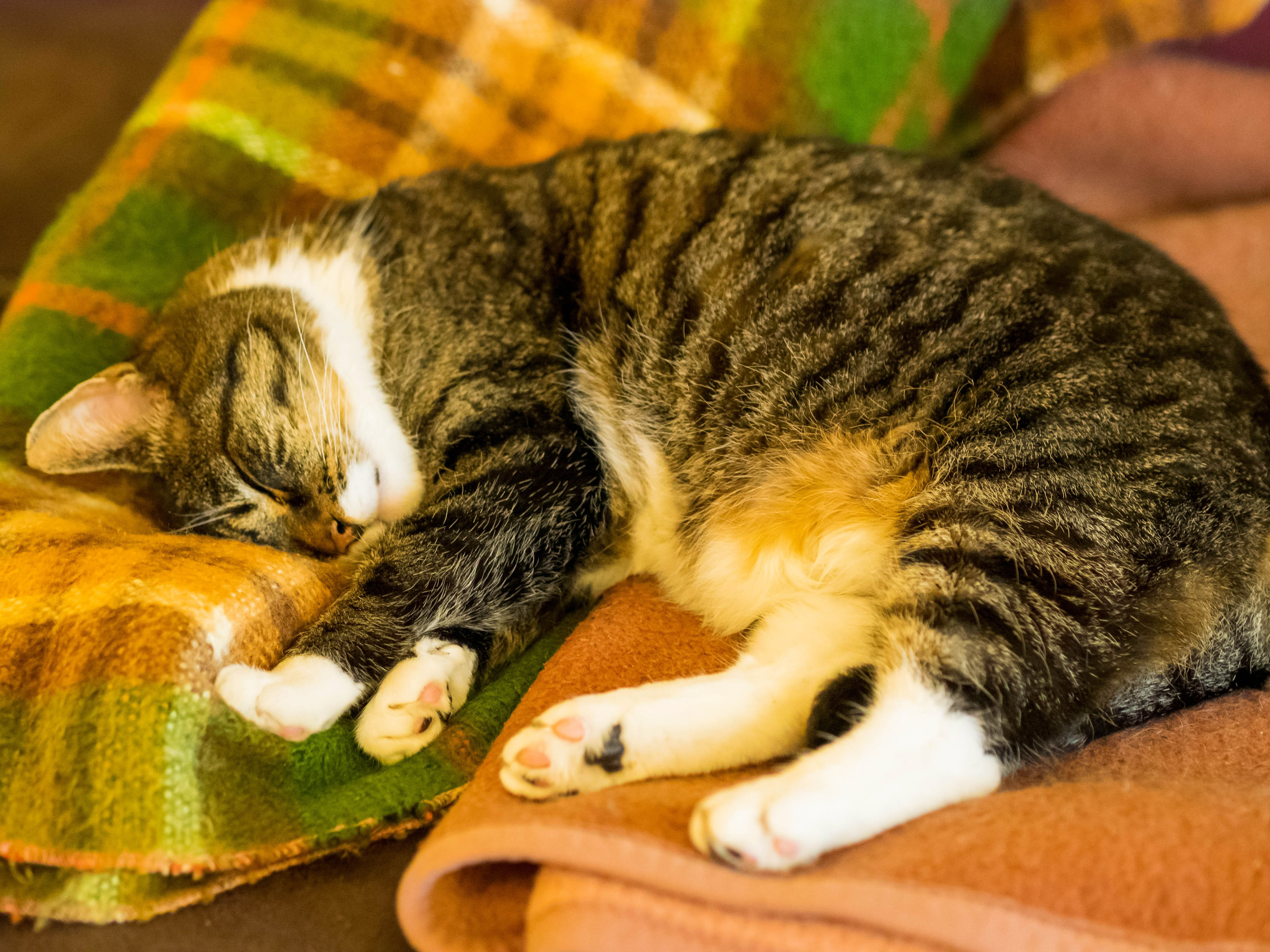 Cuddly Cat