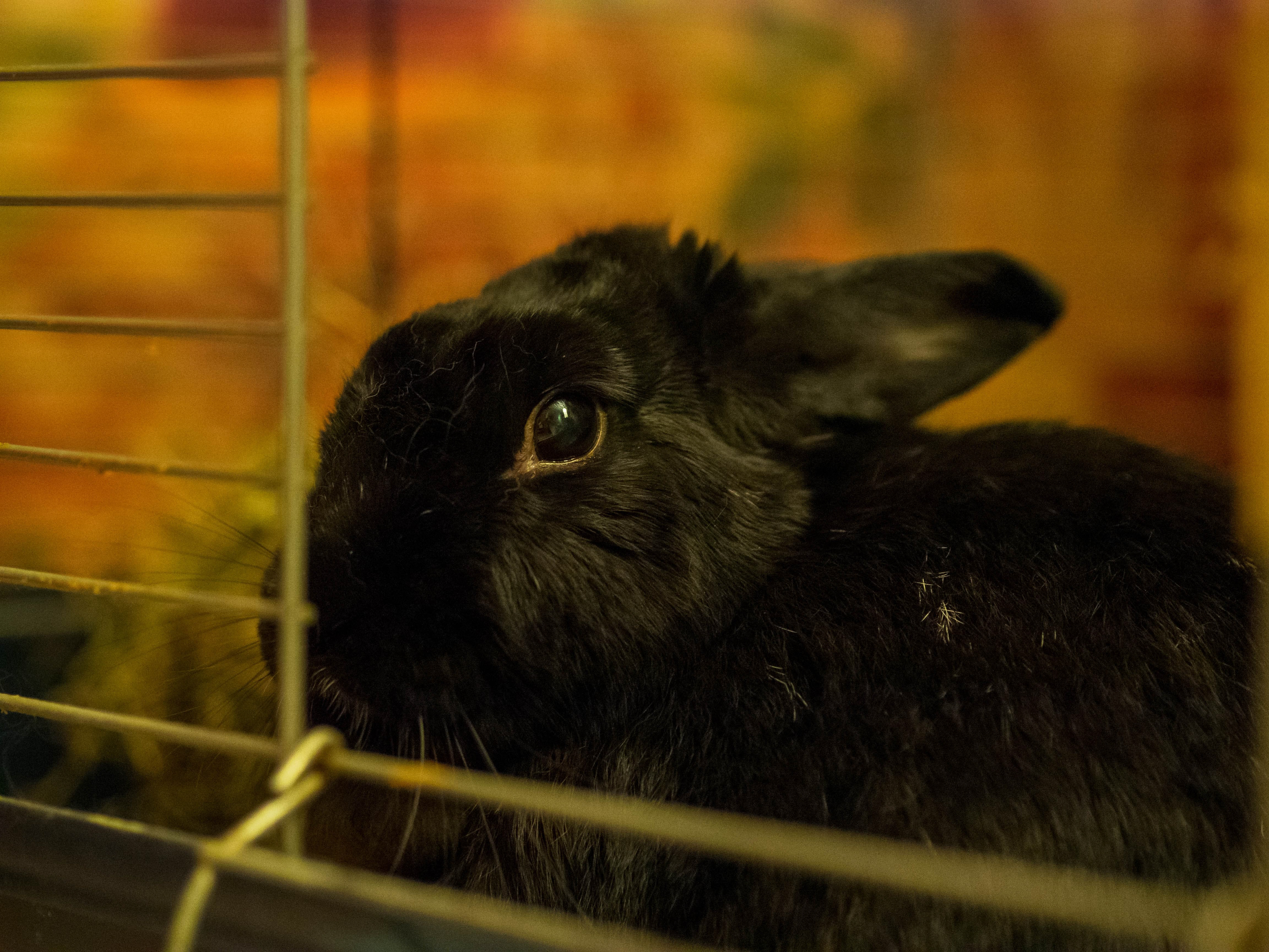 Cute Rabbit