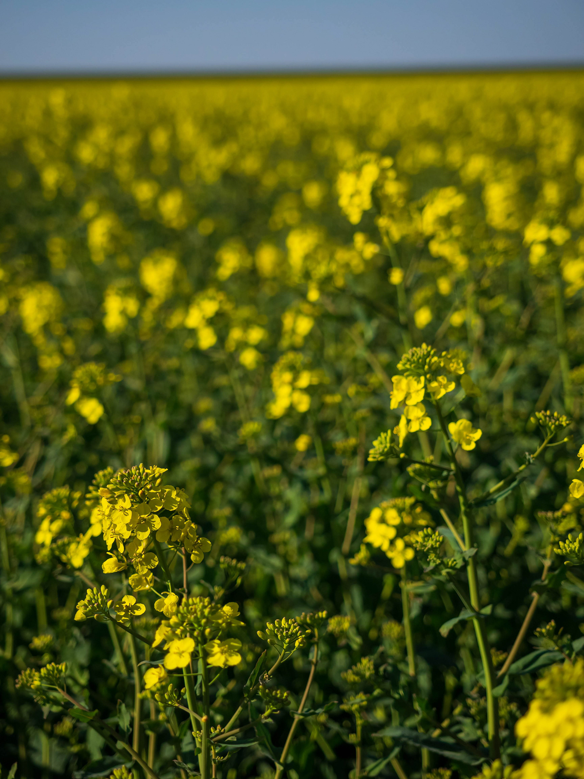 Tons of rapeplants