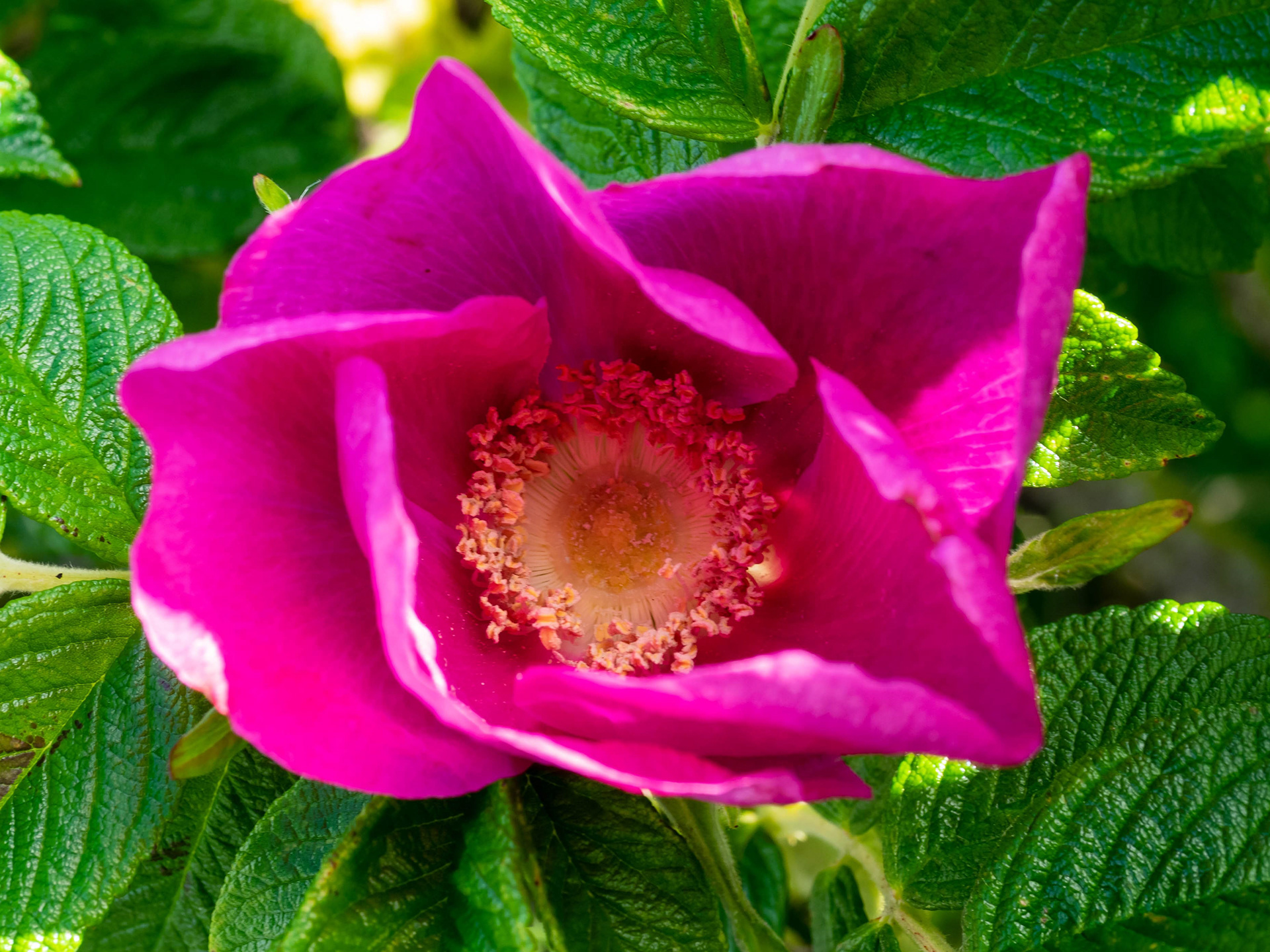 Some wild rose