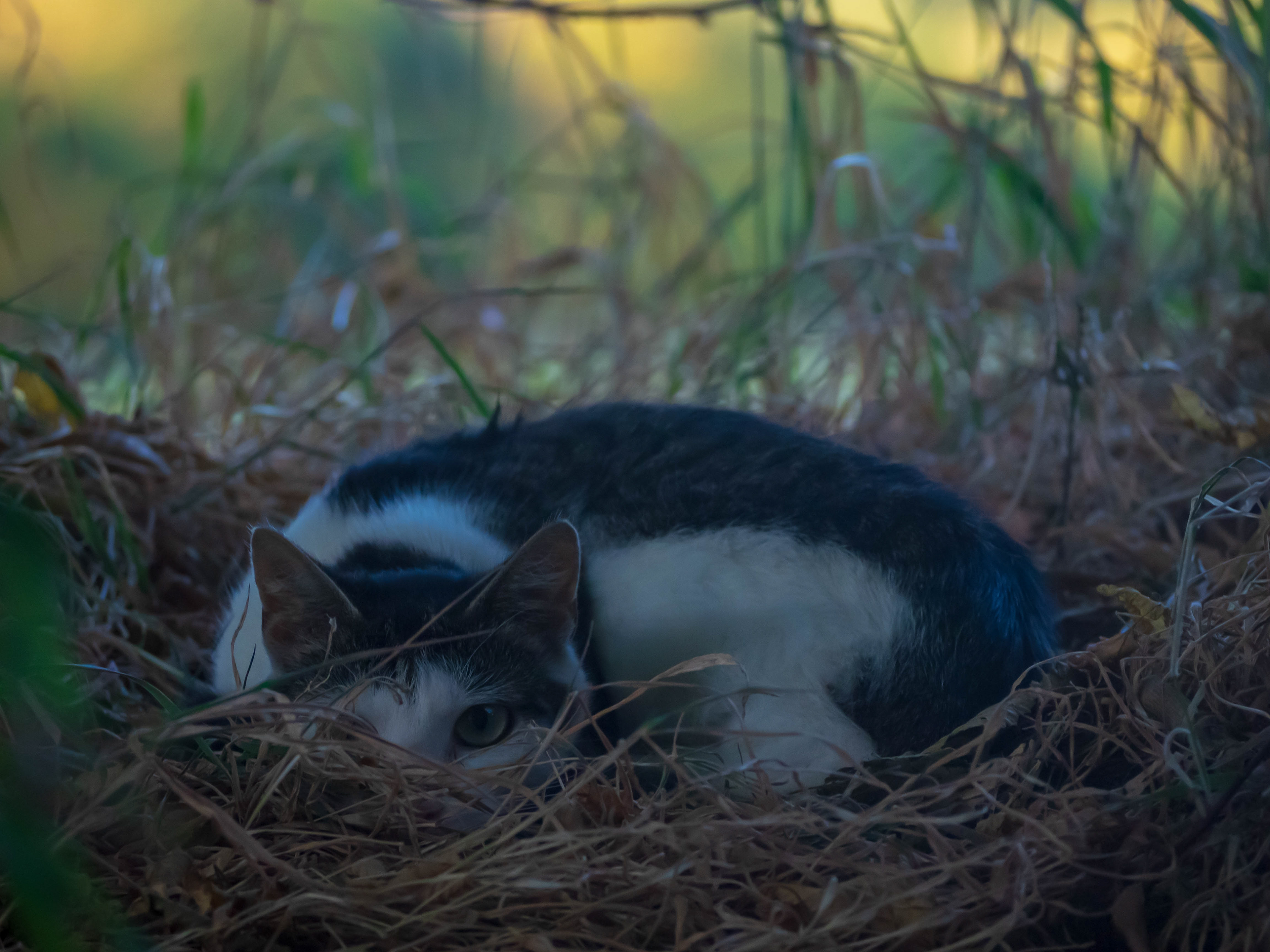 Hiding Cat