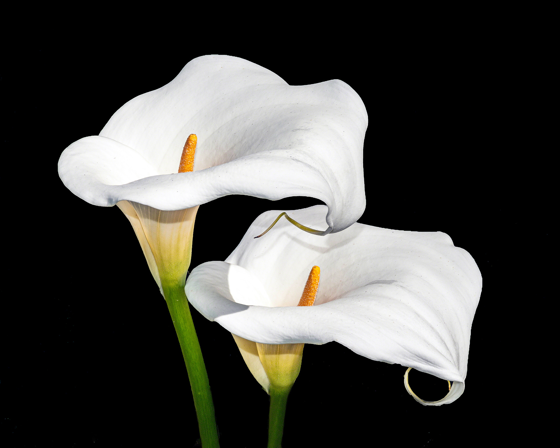 Two Lilies