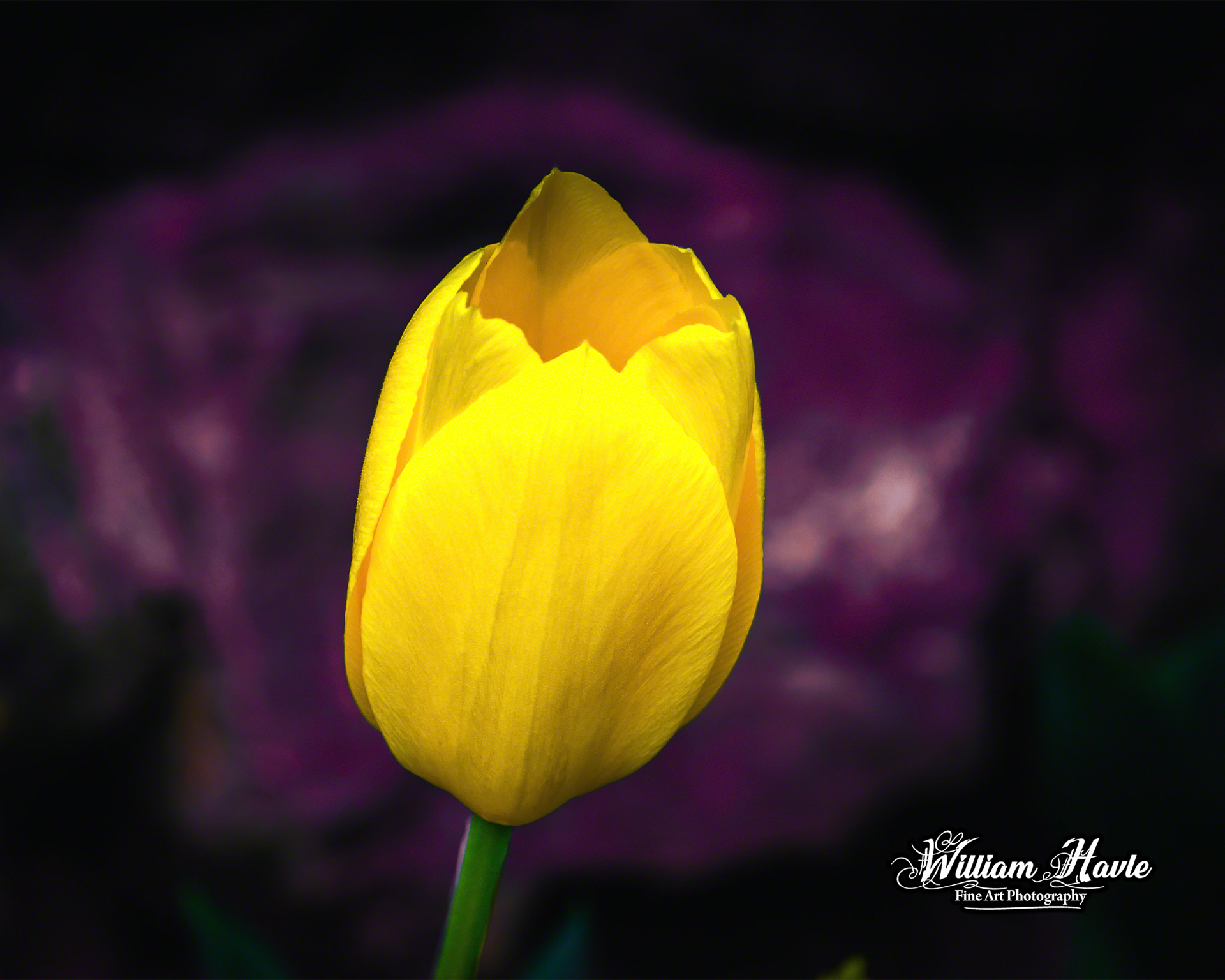 Yellow Bloom