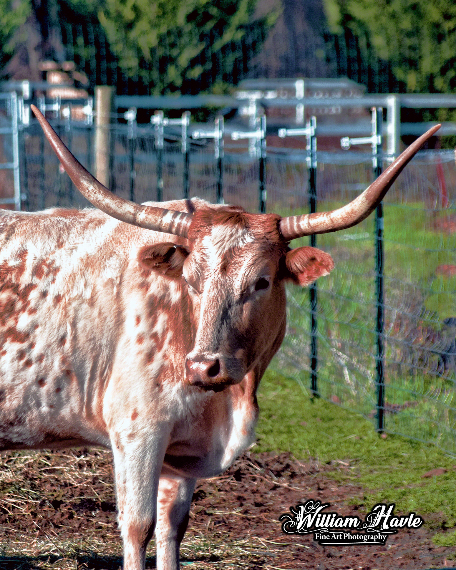 Longhorn Steer Down