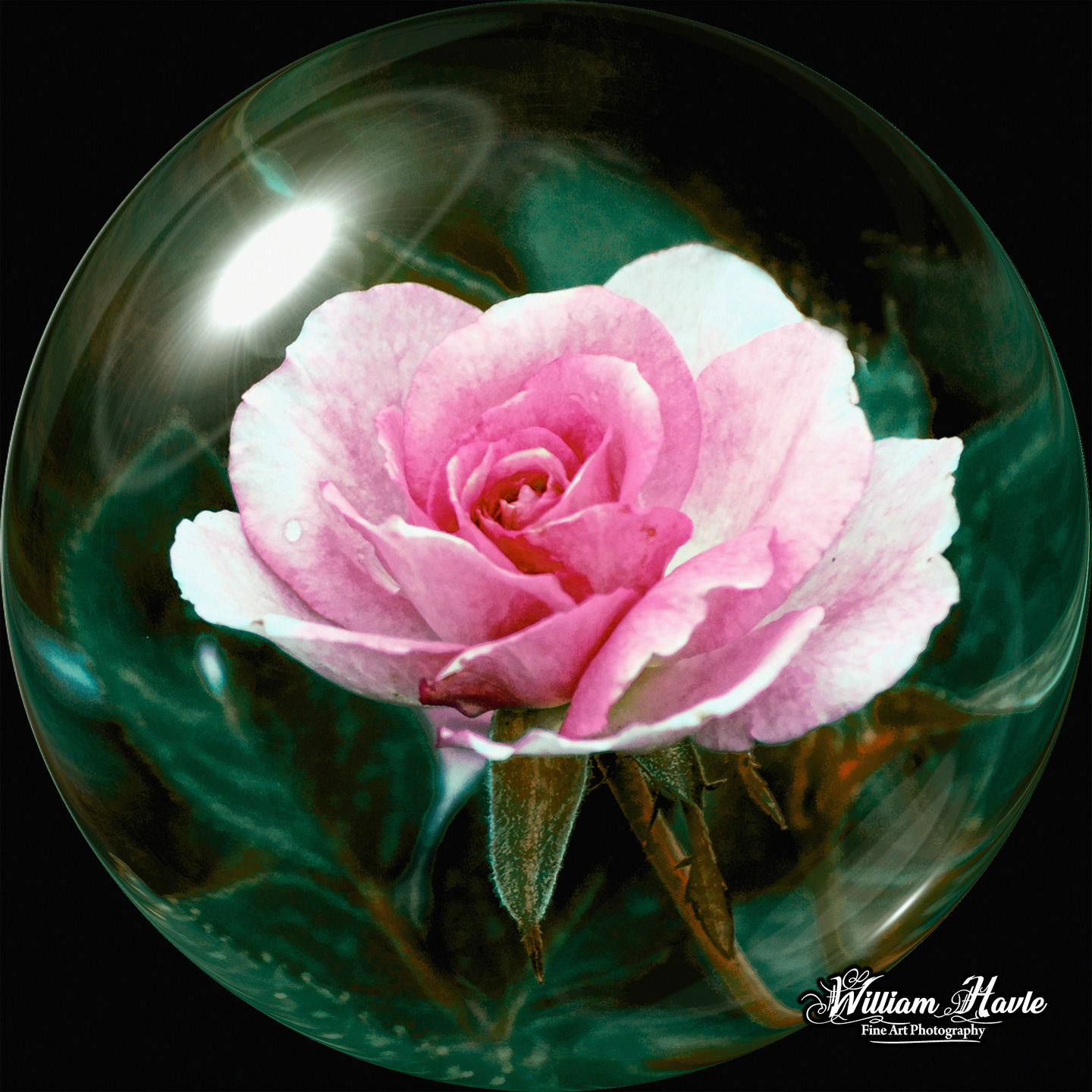 Pink Rose Sphere