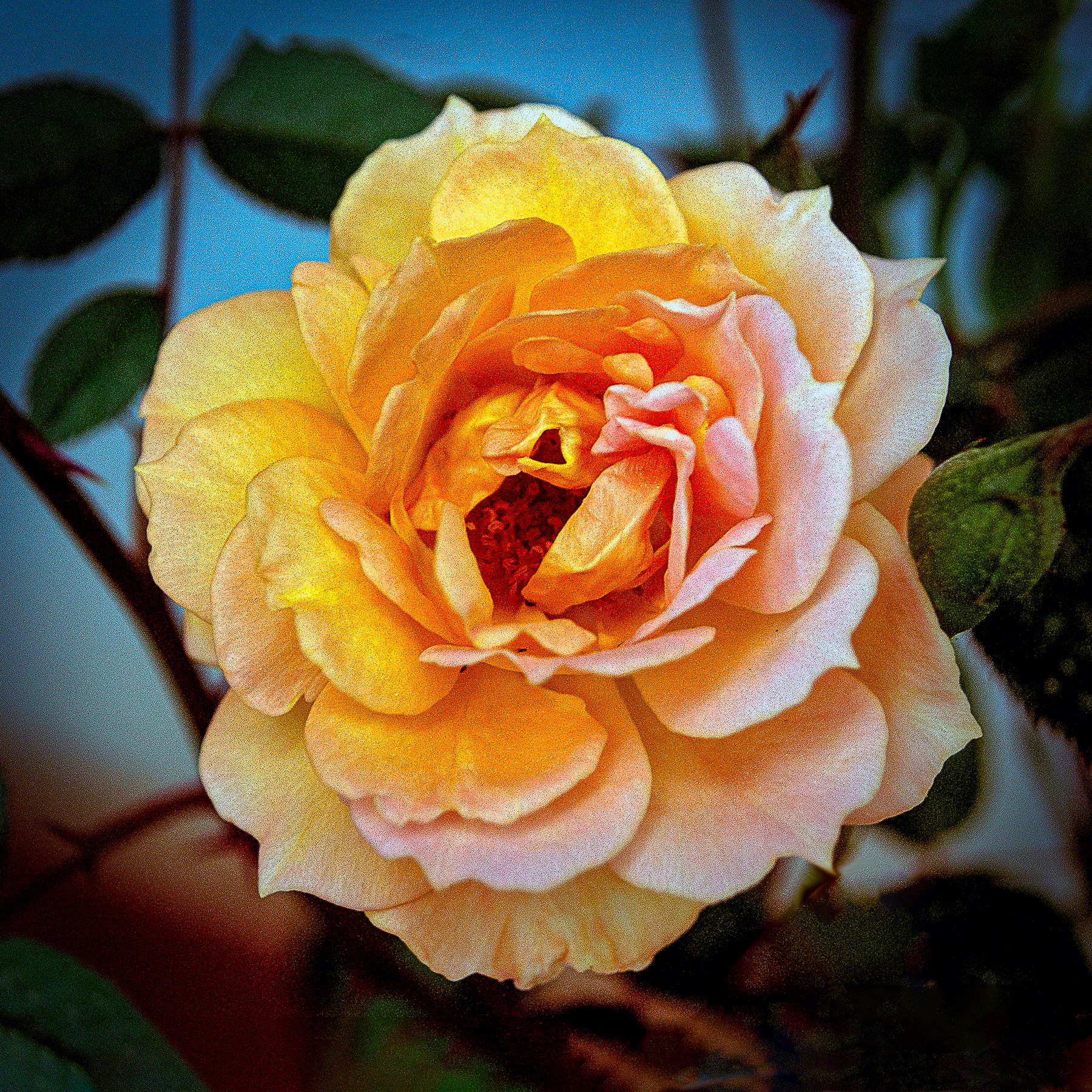 Peachy Rose