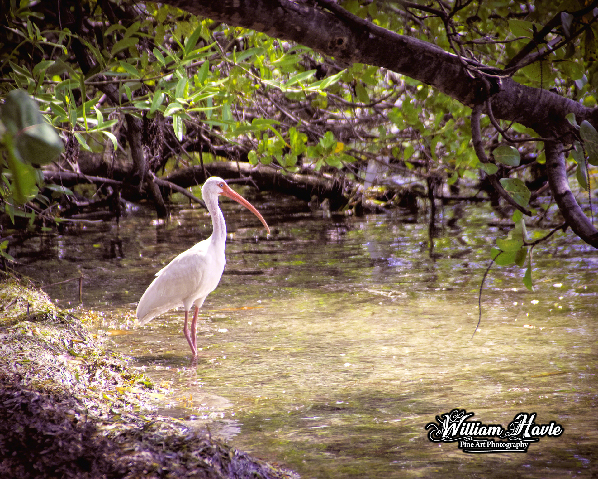 White Ibis in Mexico
