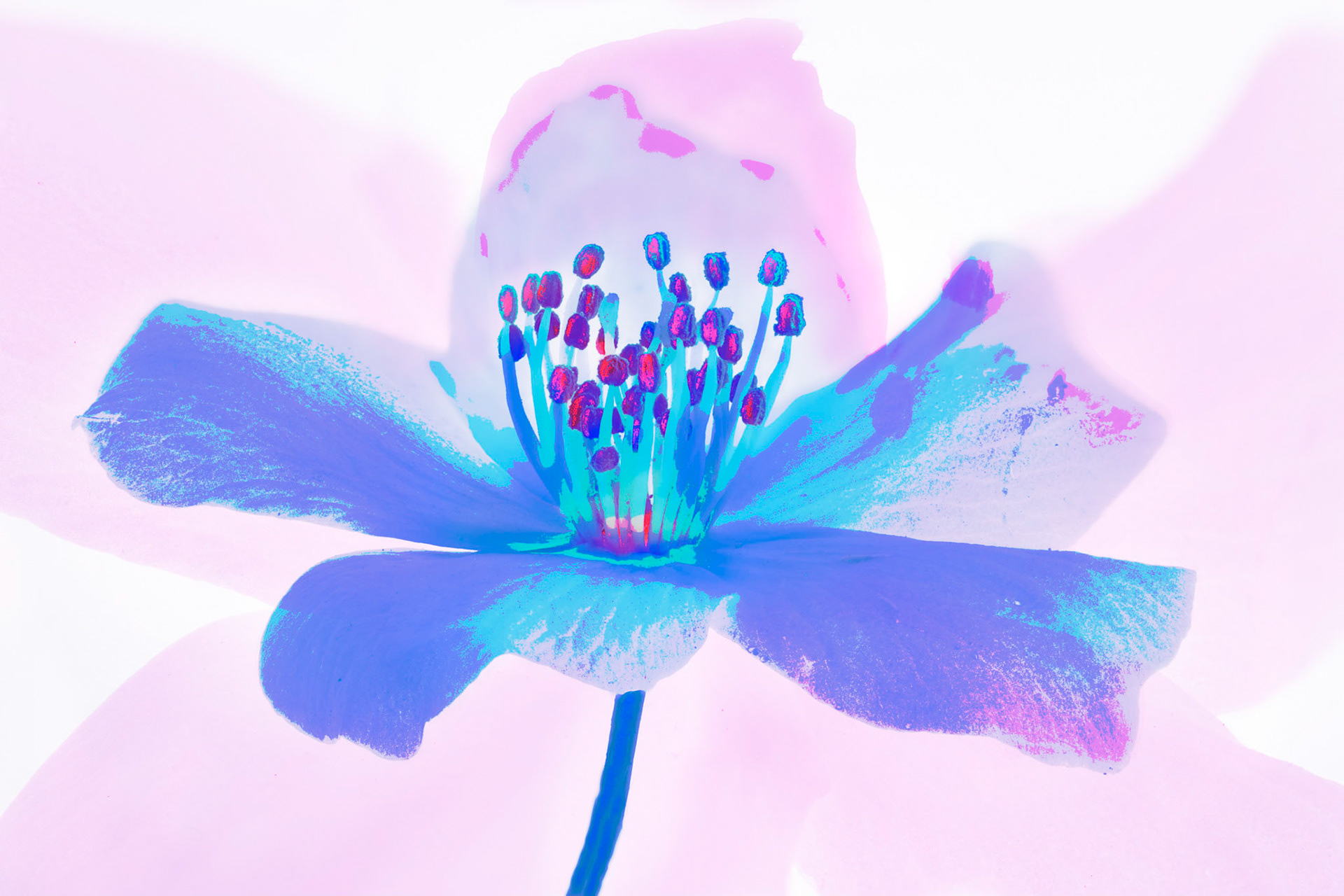 Purple Blossom II