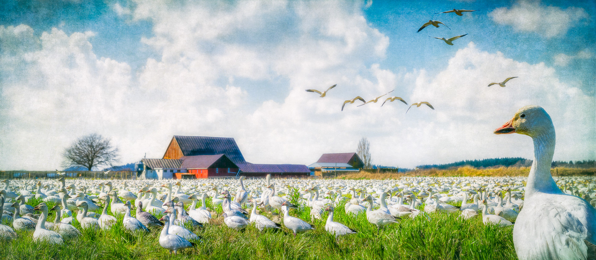 Skagit Valley Gathering