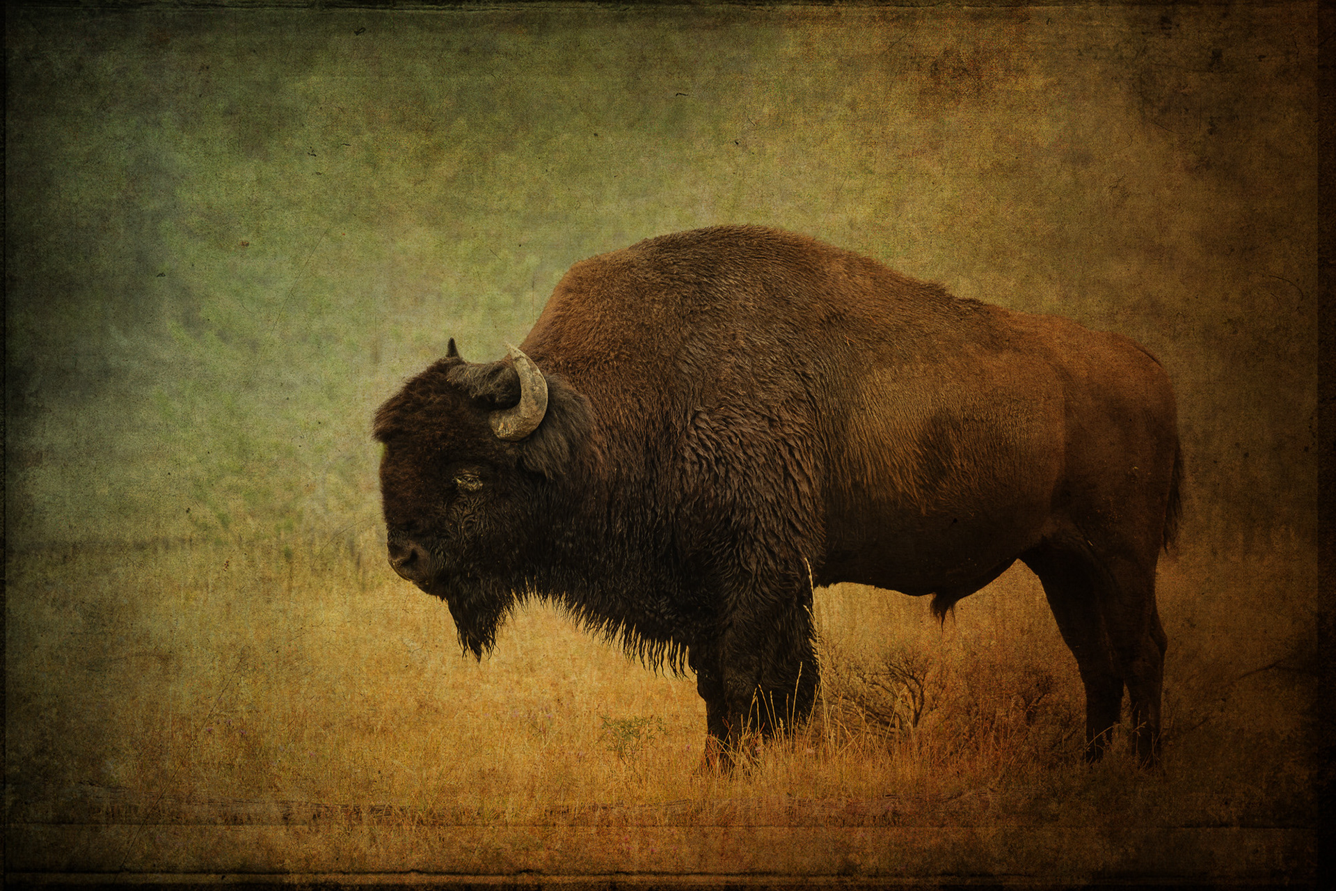 Yellowstone Buffalo