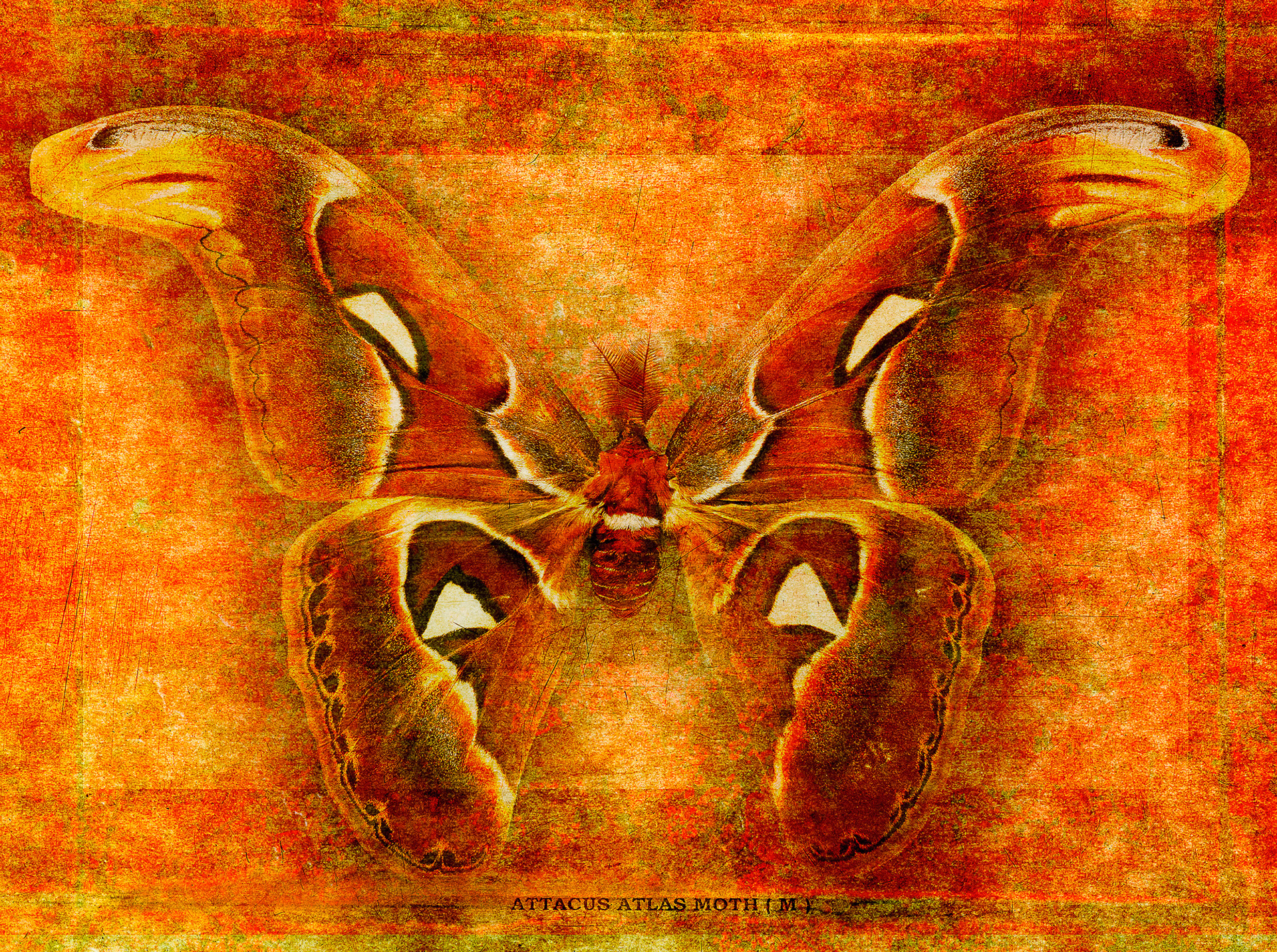 Attacus Atlas Moth