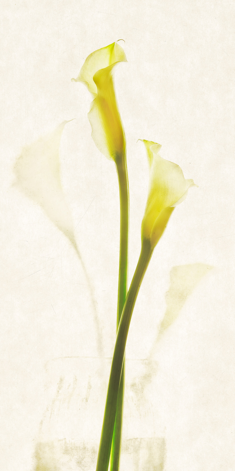 Calla Lily #3