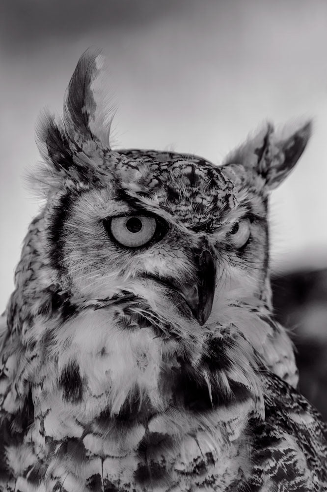 Cleopatra the Great Horned Owl