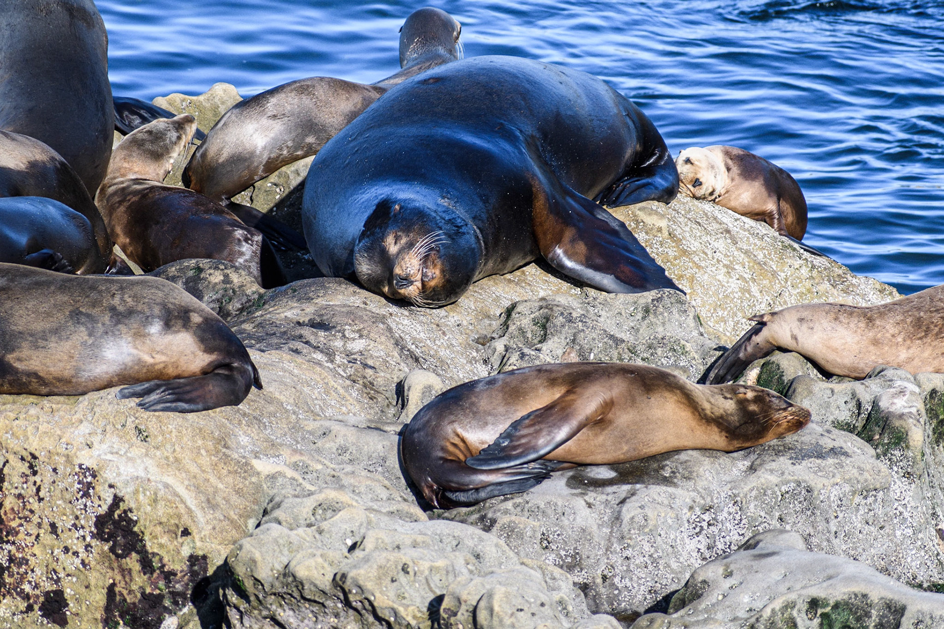 California Sea Lions, La Jolla, 2018