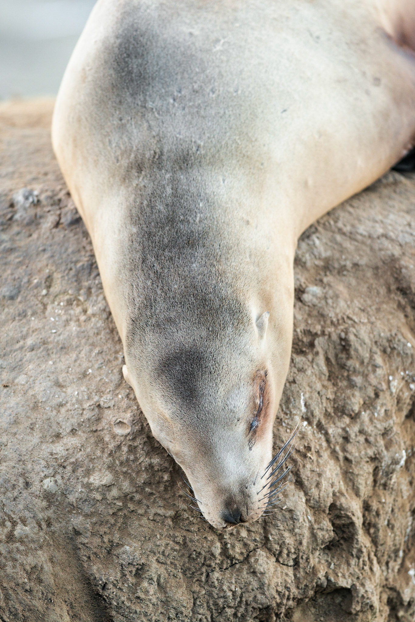California Sea Lion, La Jolla, 2014