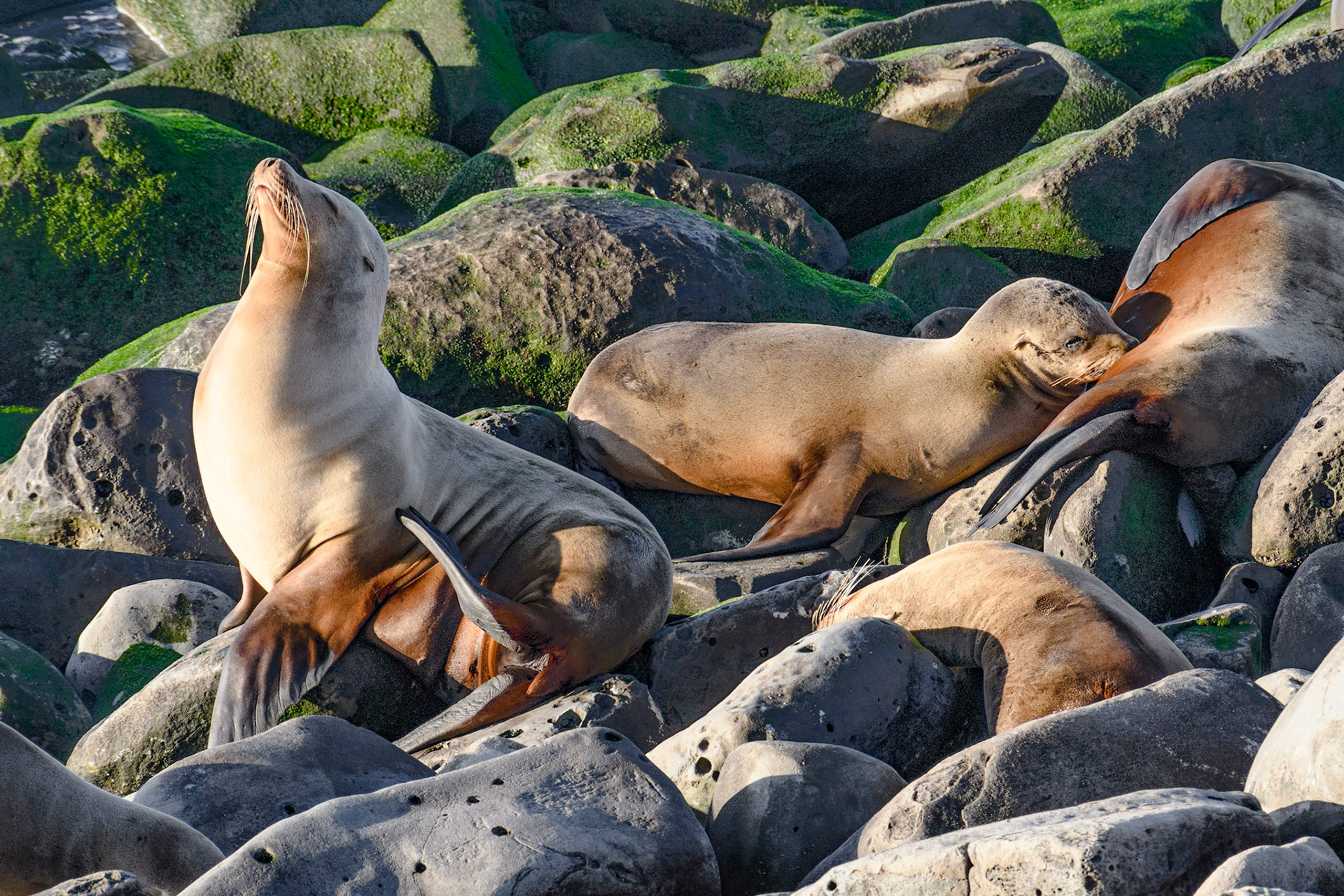 California Sea Lions, La Jolla, 2020