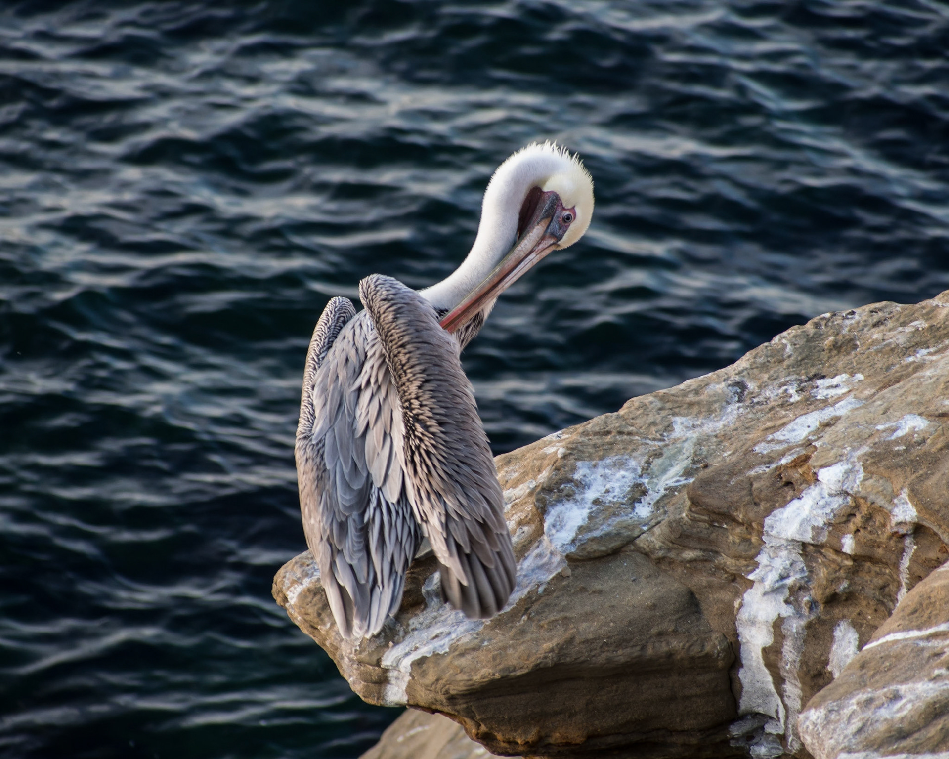 California Brown Pelican, La Jolla, CA, 2013