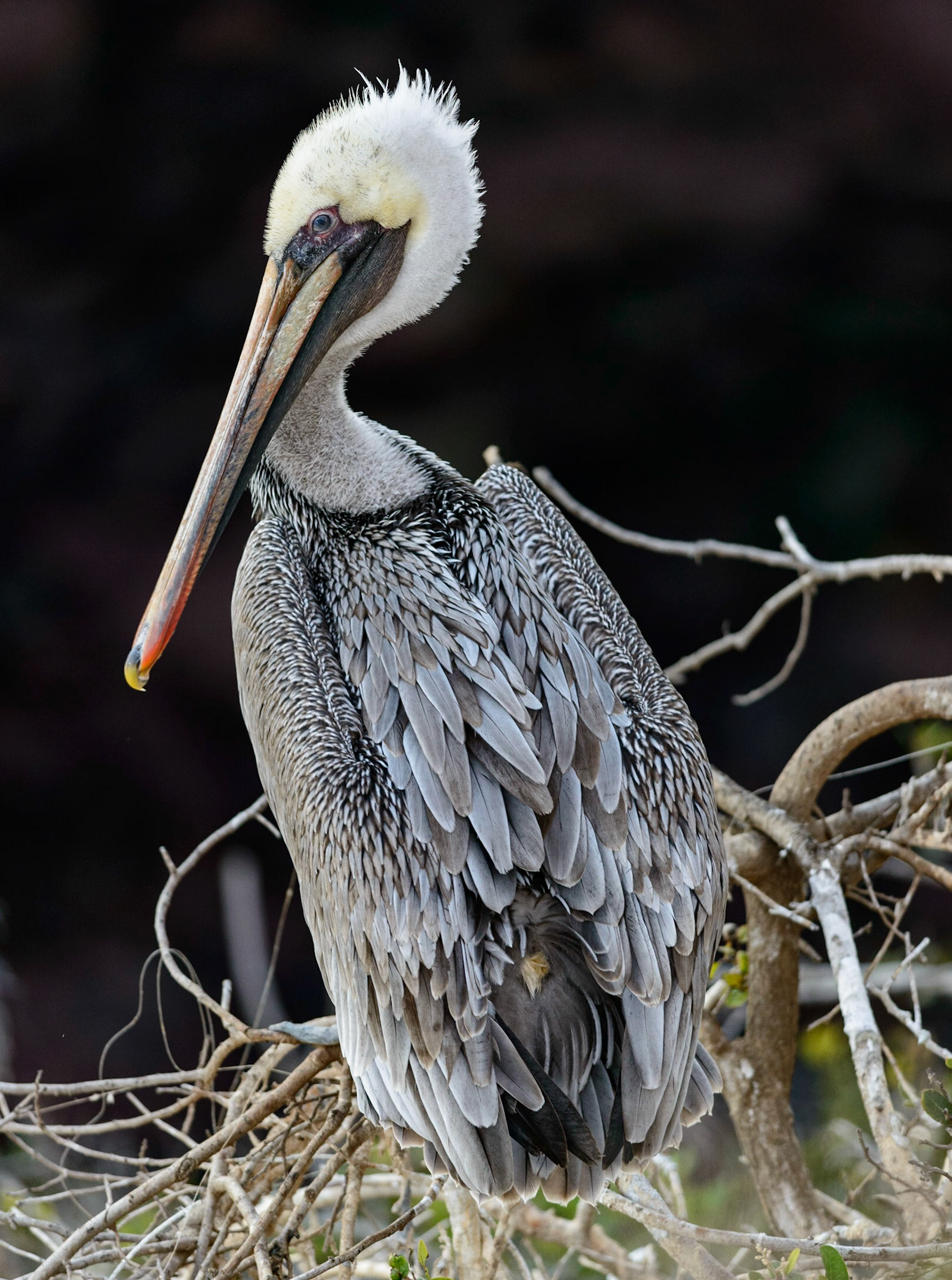California Brown Pelican, La Jolla, CA, 2014