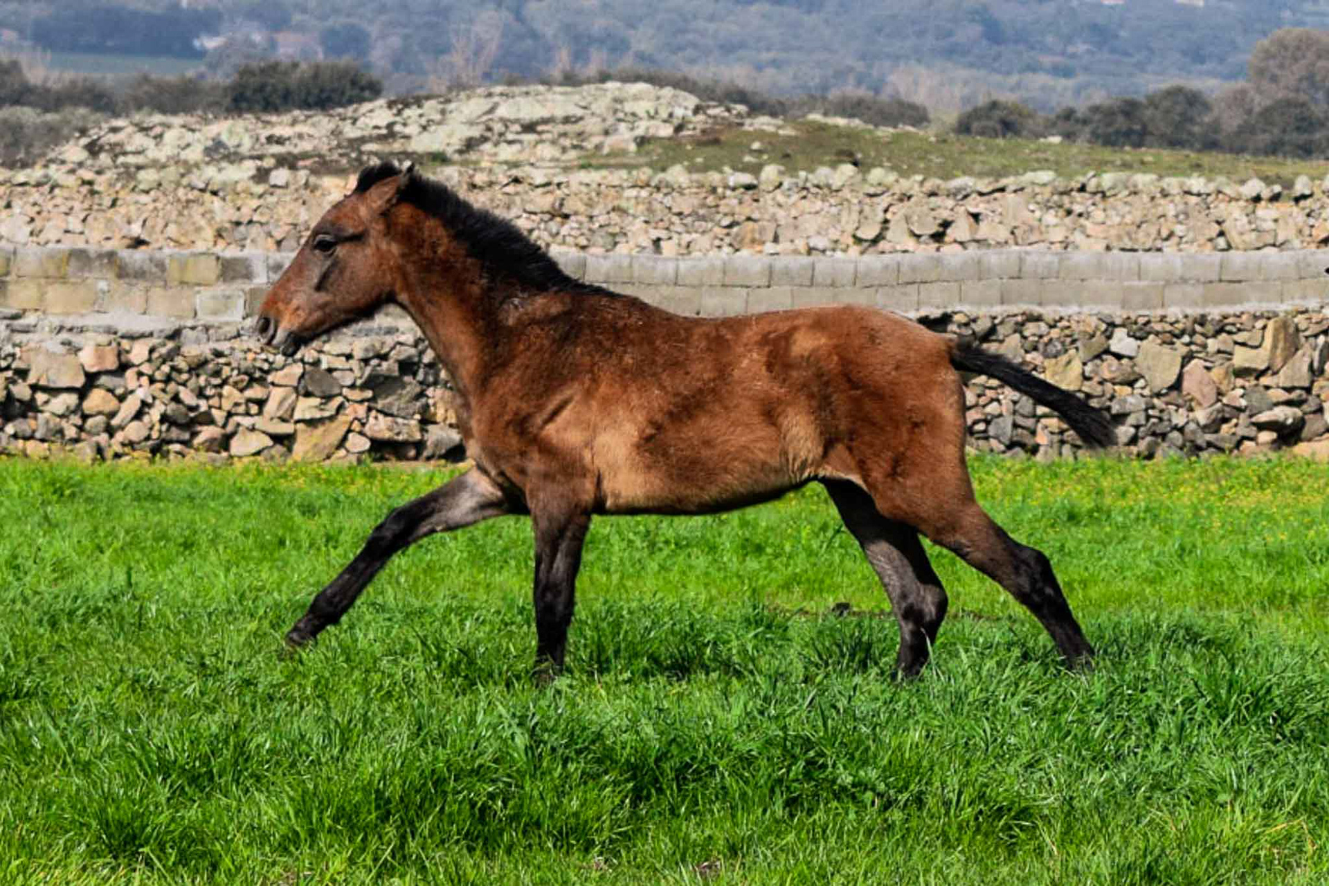 Winter pasture in Spain