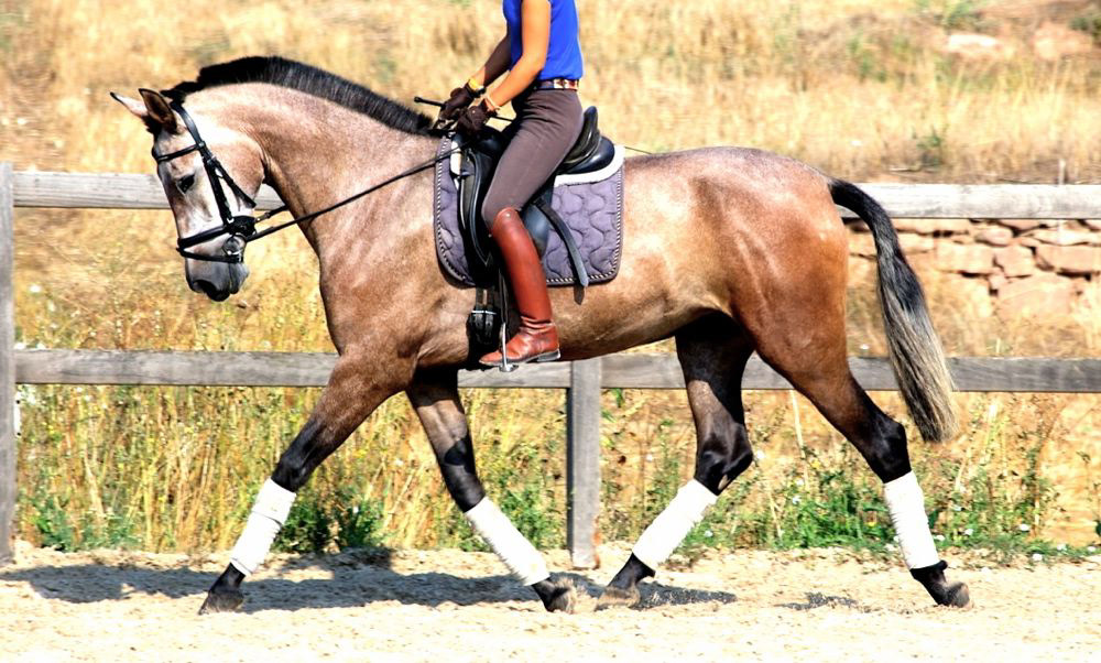 Hiedra VG, PRE Brood Mare © CavalReal
