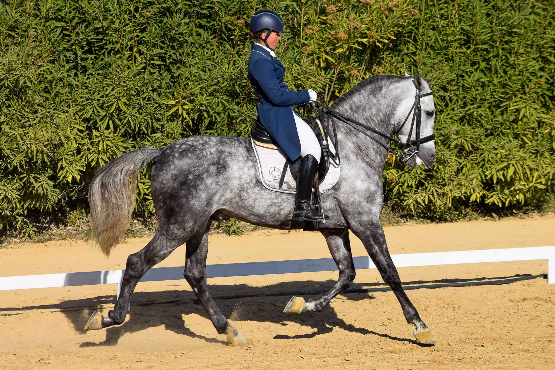 PRE Andalusian GP Prospect 8 years