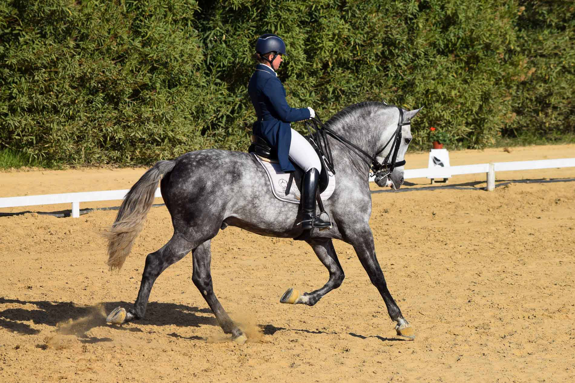 PRE Andalusian GP Prospect 8 years