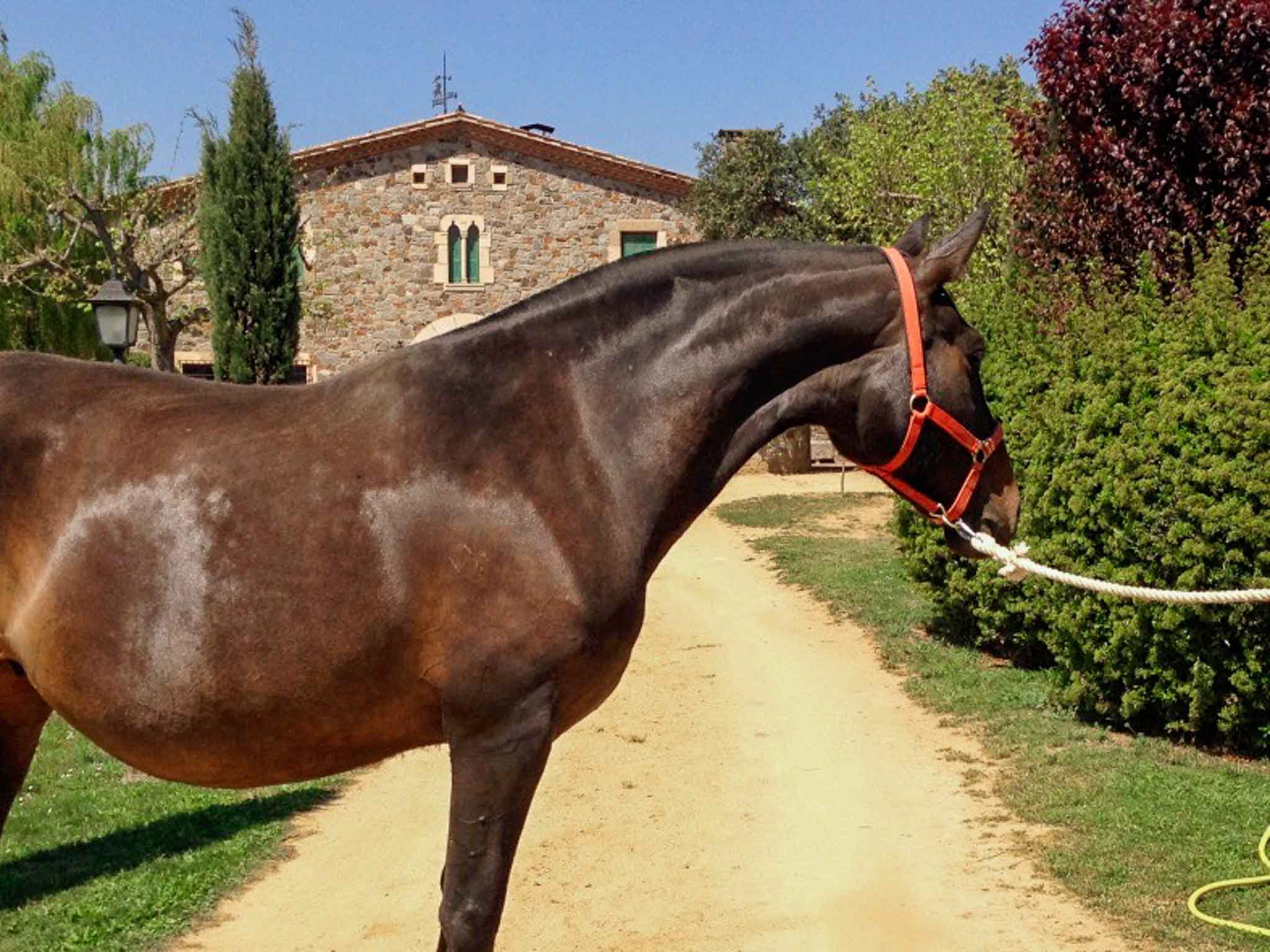 Esmeralda CXXXV, PRE Brood Mare © CavalReal
