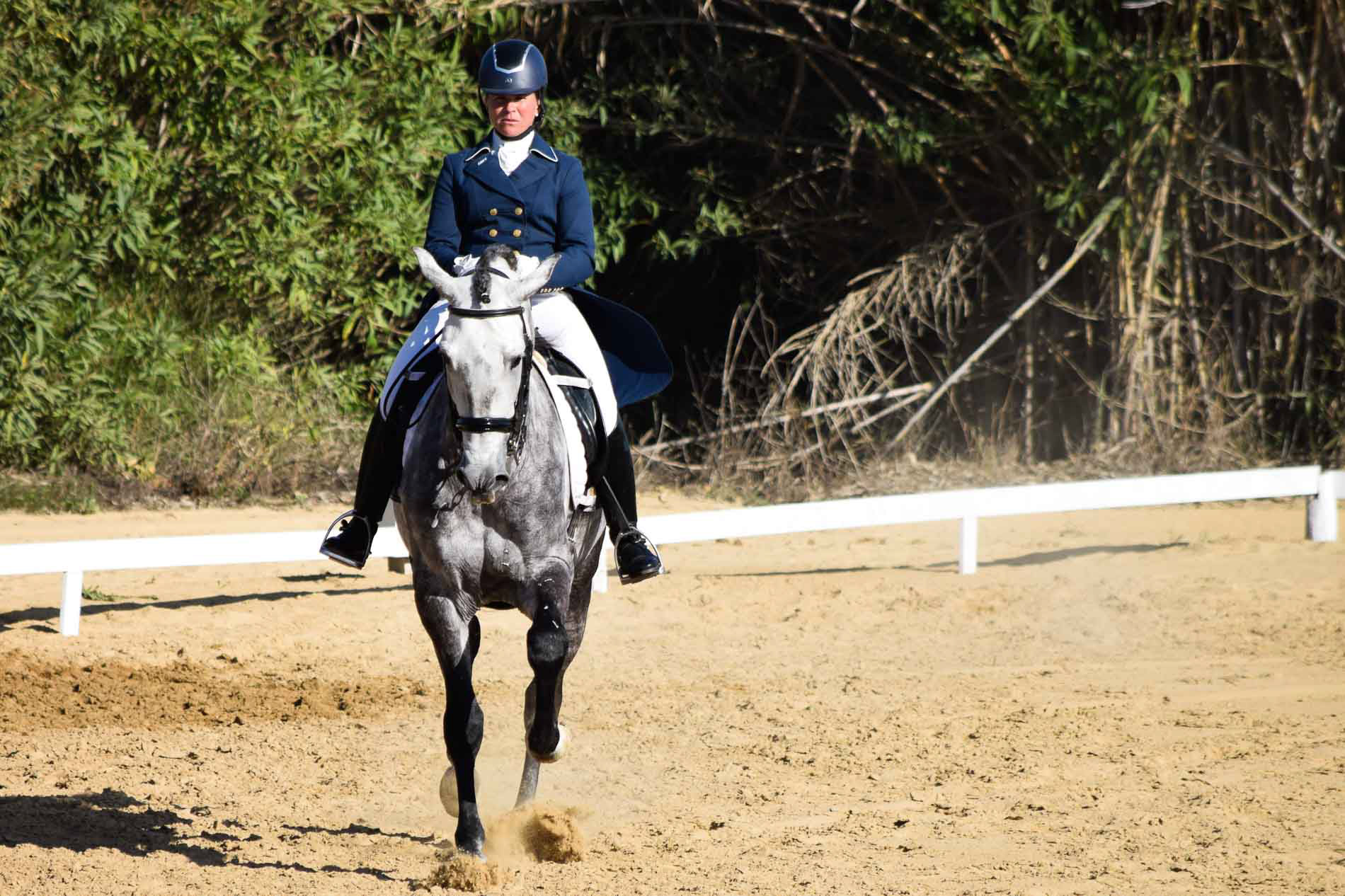 PRE Andalusian GP Prospect 8 years