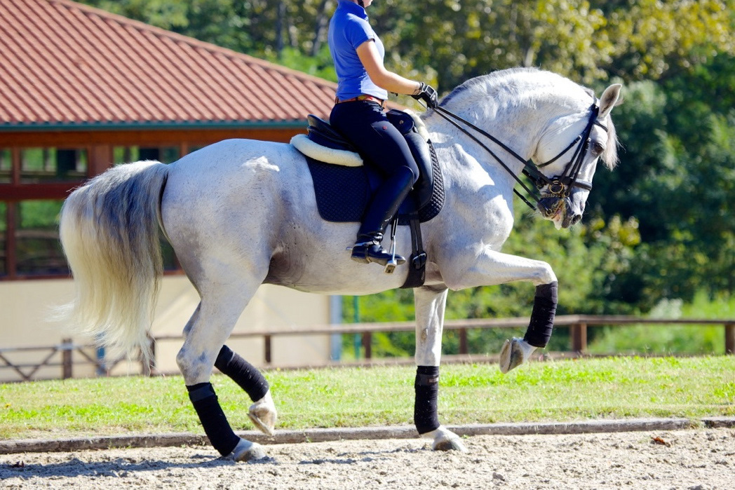 Fer Bulería Training at Betriz Ferrer Salat's installations Villa Equus