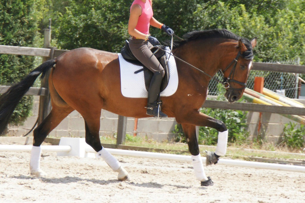 PRE Andalusian Dressage Horse