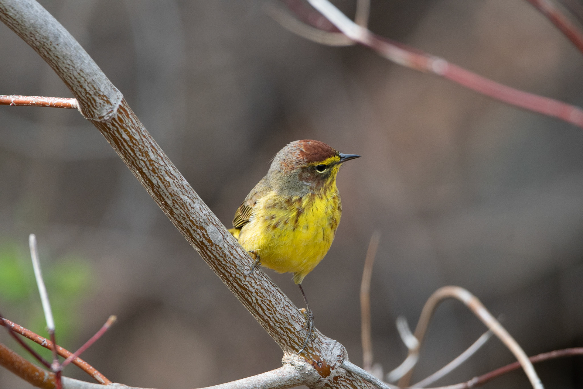 Palm Warbler - Exeter, NH